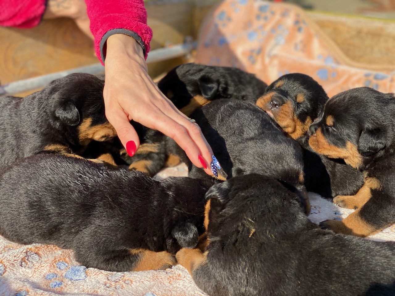 Accoppiamenti di Rottweiler