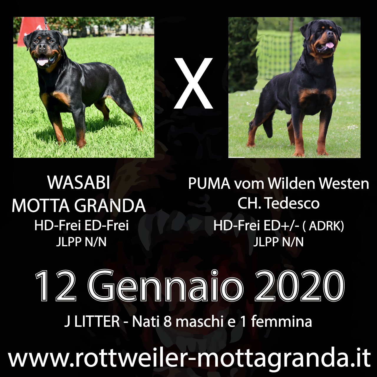 Accoppiamenti di Rottweiler