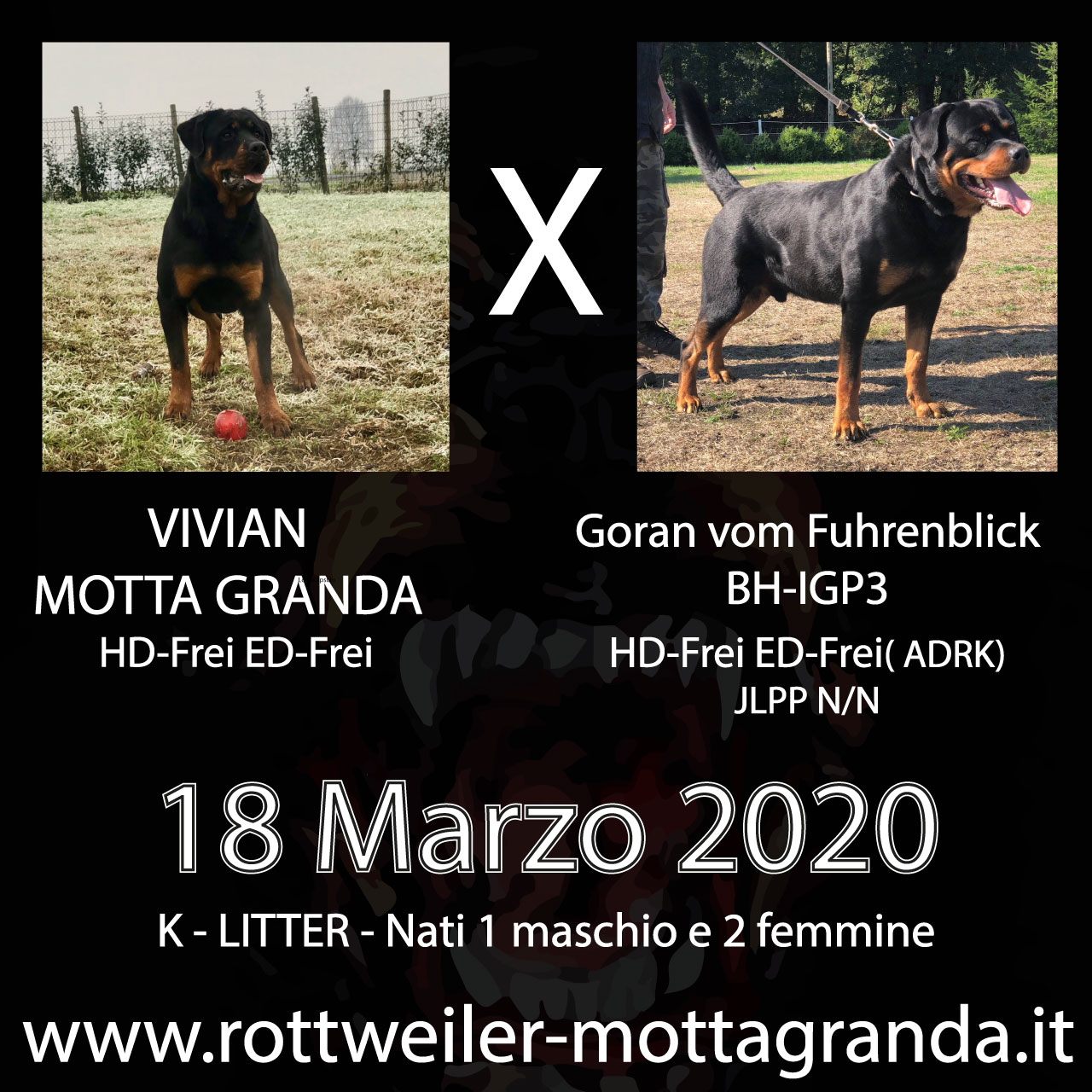 cuccioli di Rottweiler