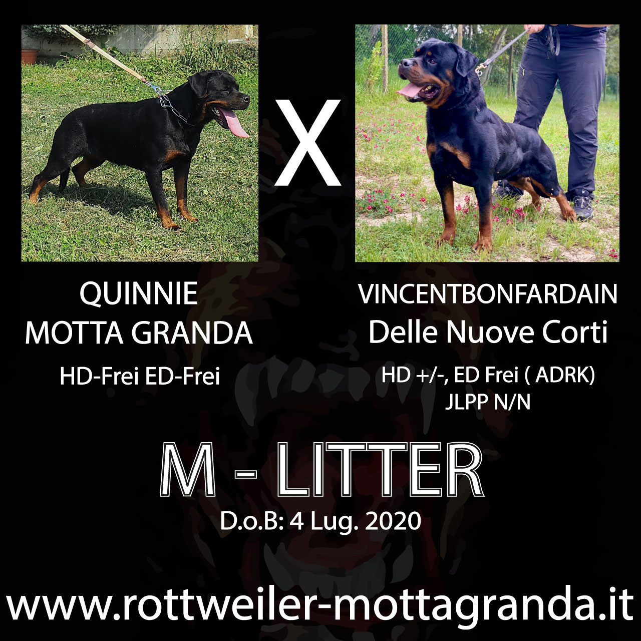 cuccioli di Rottweiler