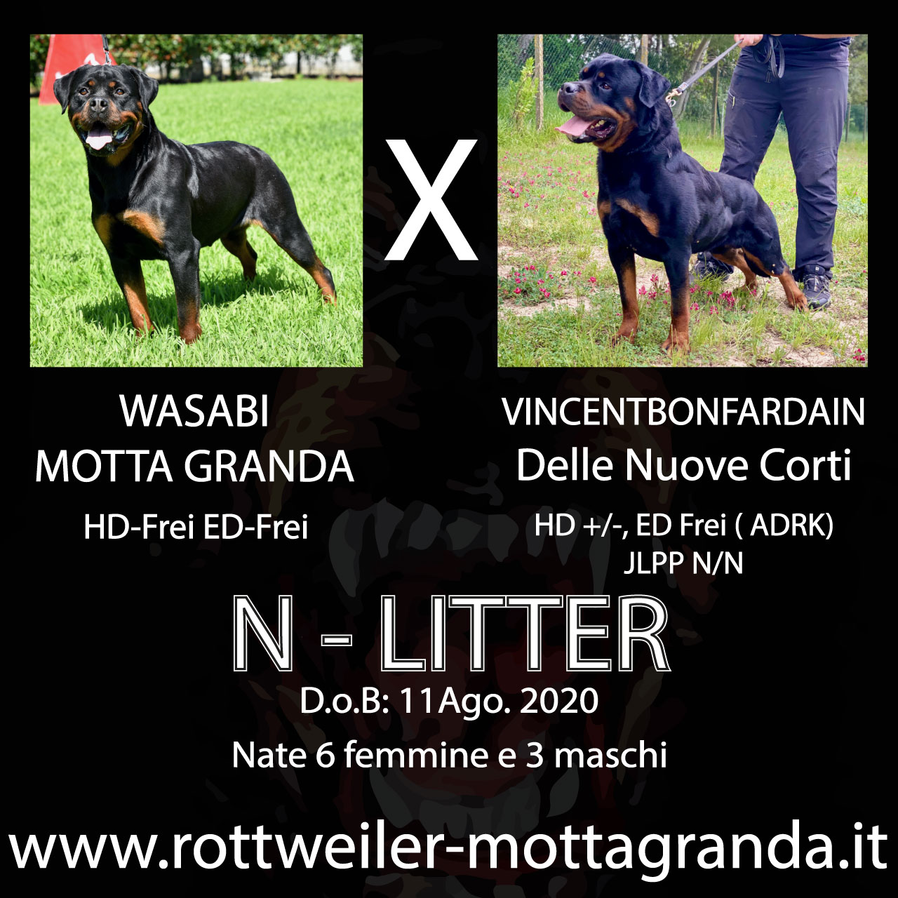 cuccioli di Rottweiler