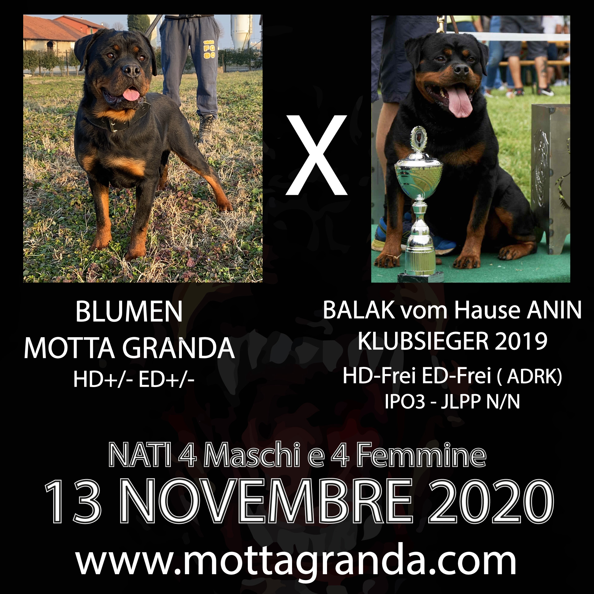 Accoppiamenti di Rottweiler