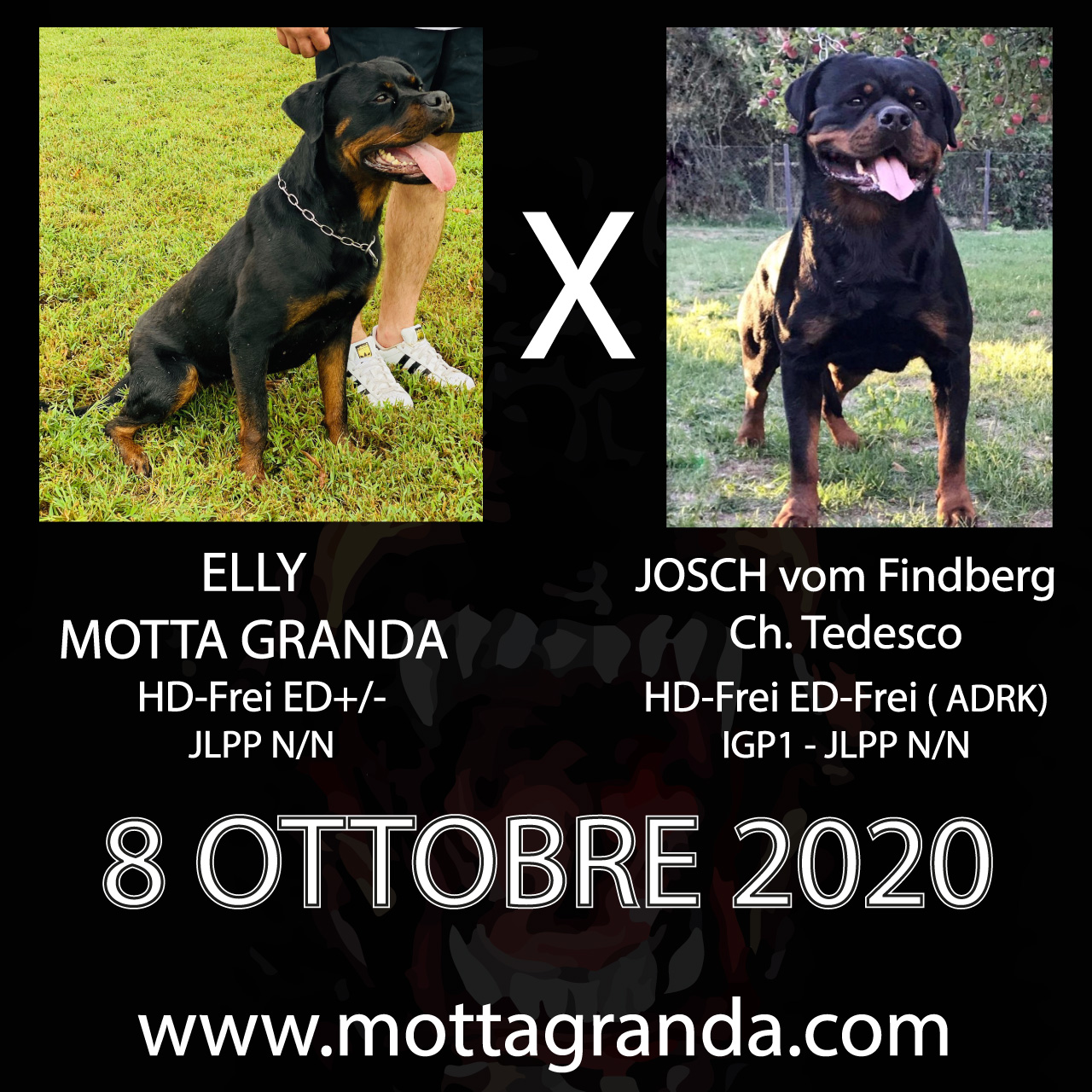 Accoppiamenti di Rottweiler