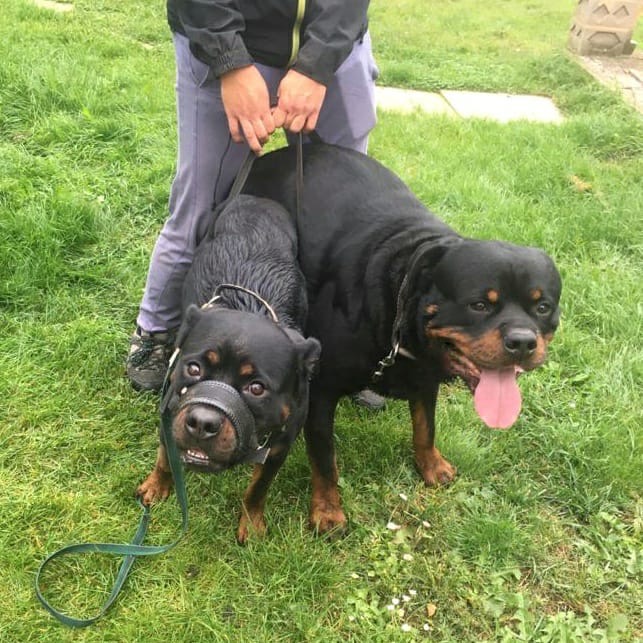 Accoppiamenti di Rottweiler