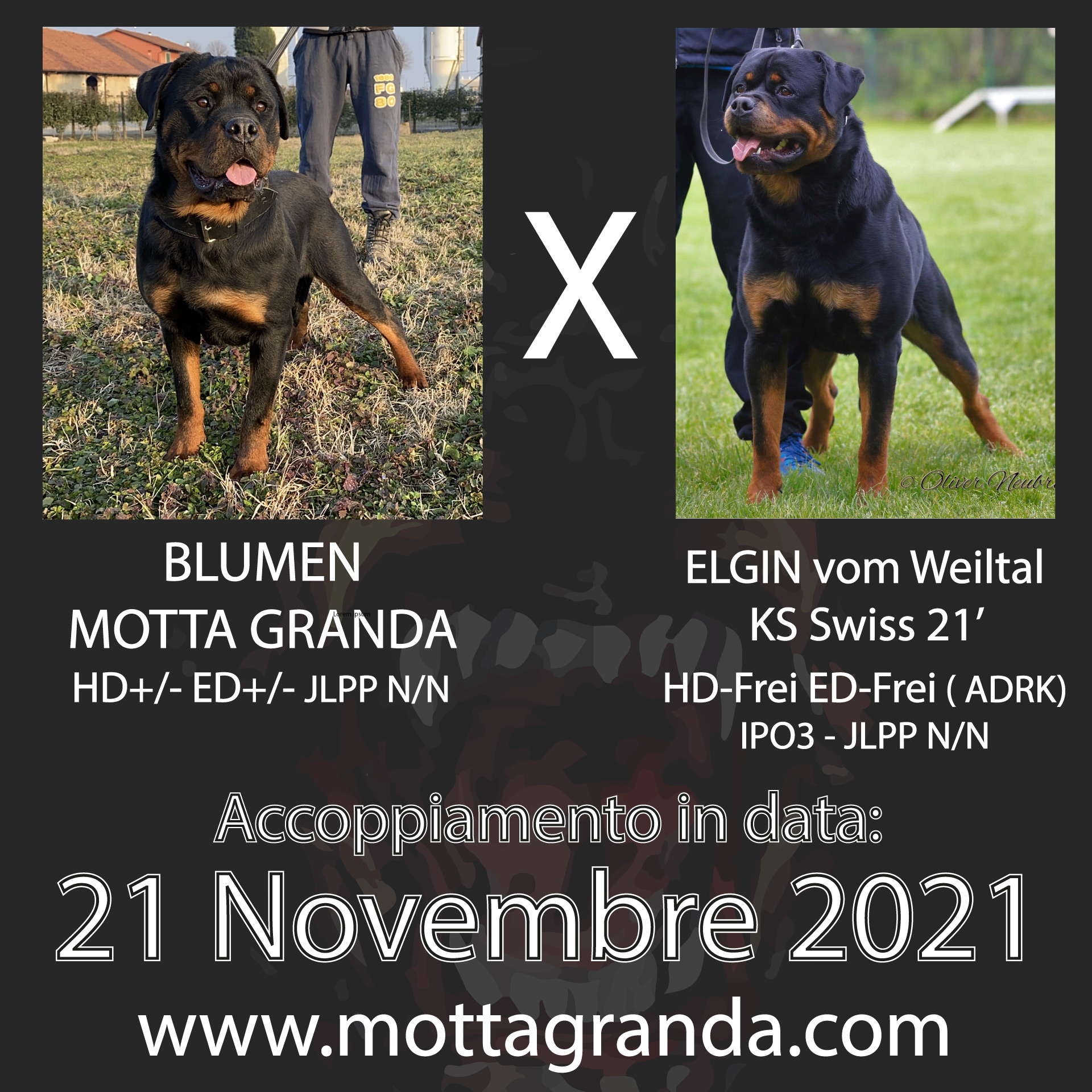 Accoppiamenti di Rottweiler