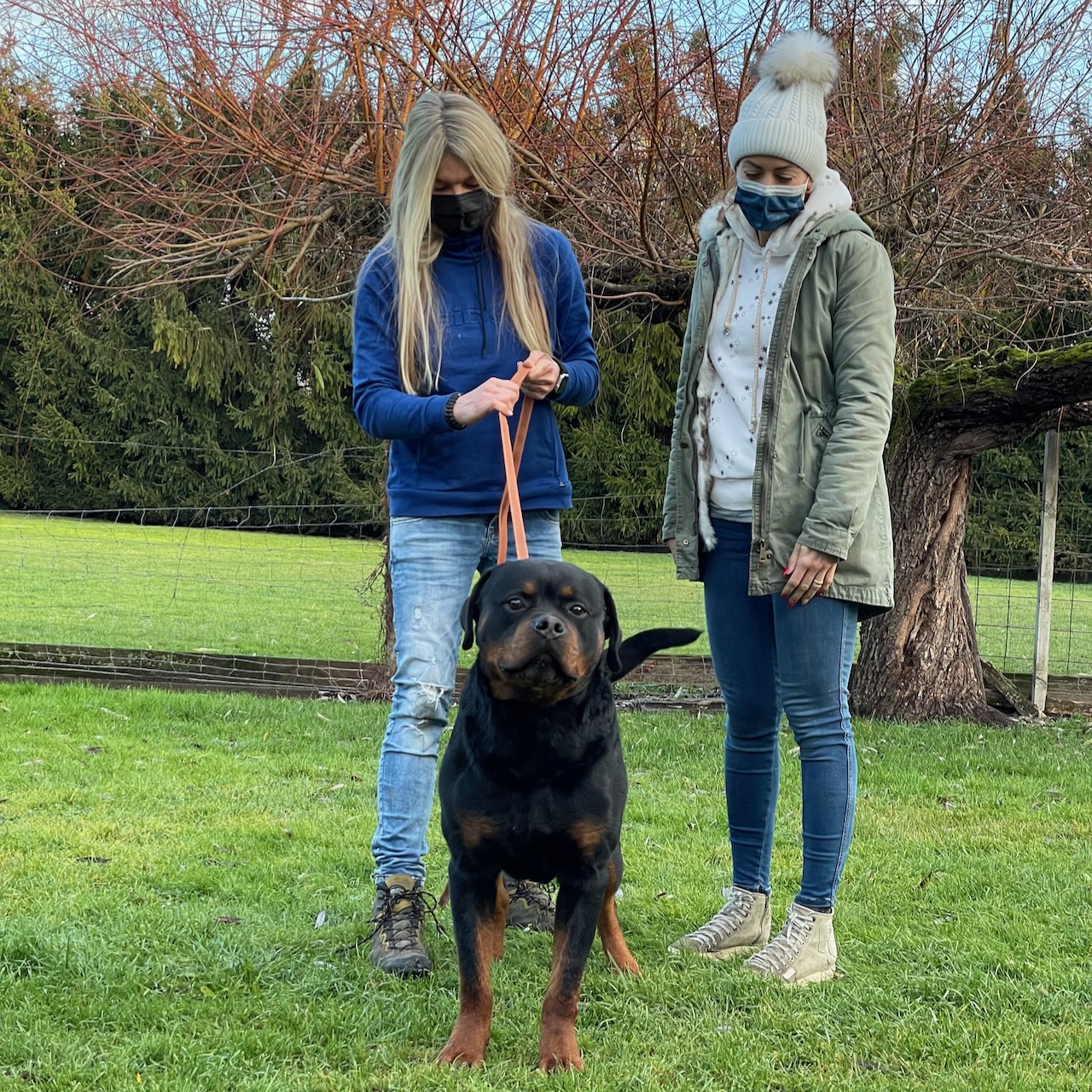 Accoppiamenti di Rottweiler