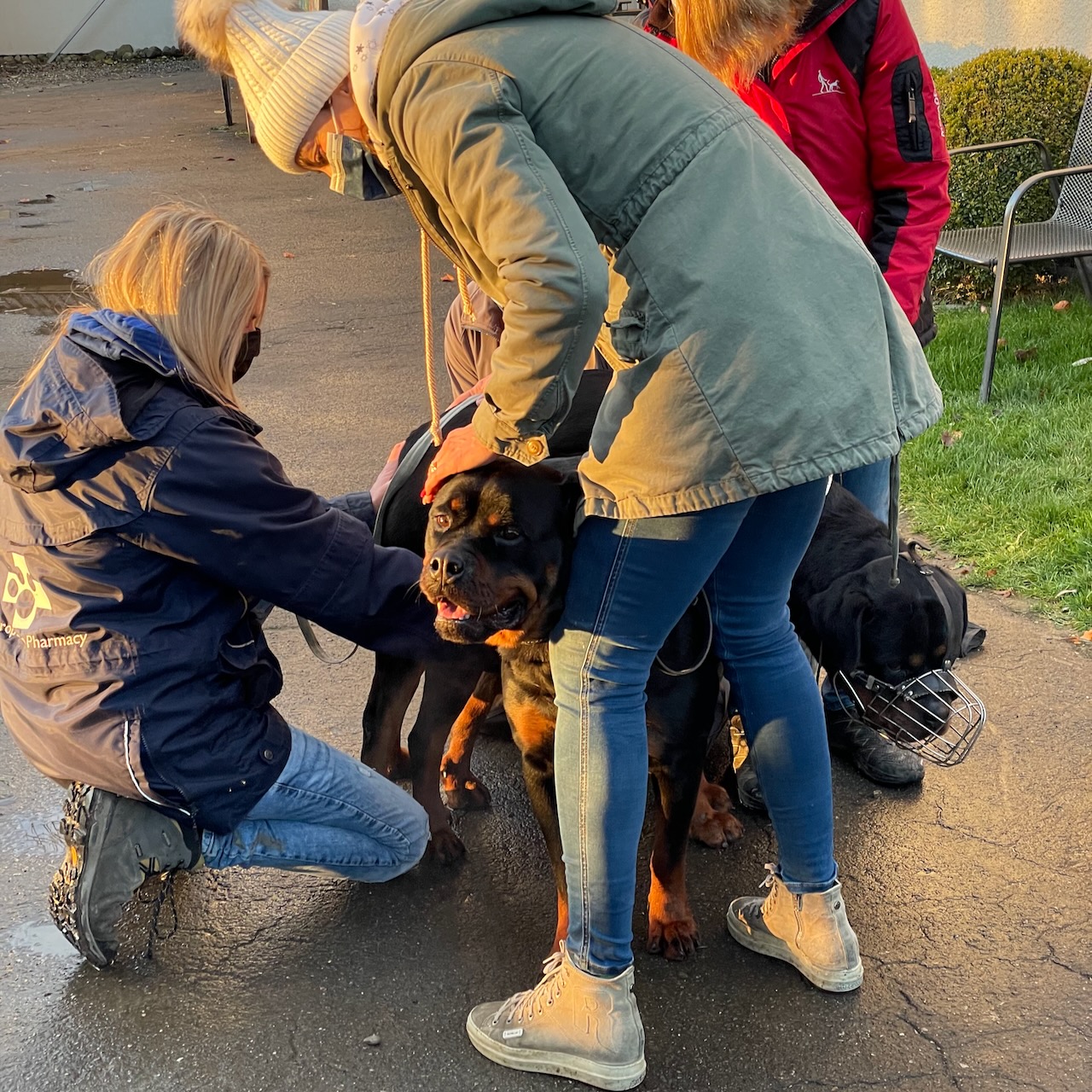 Accoppiamenti di Rottweiler