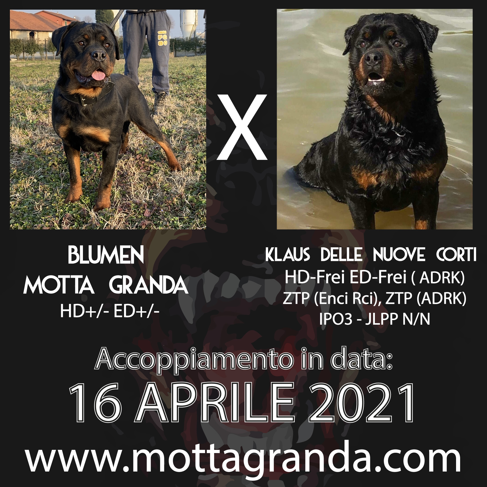 Accoppiamenti di Rottweiler