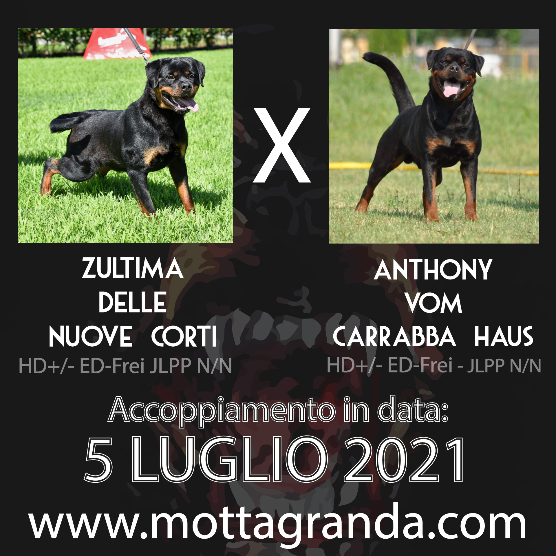 Accoppiamenti di Rottweiler