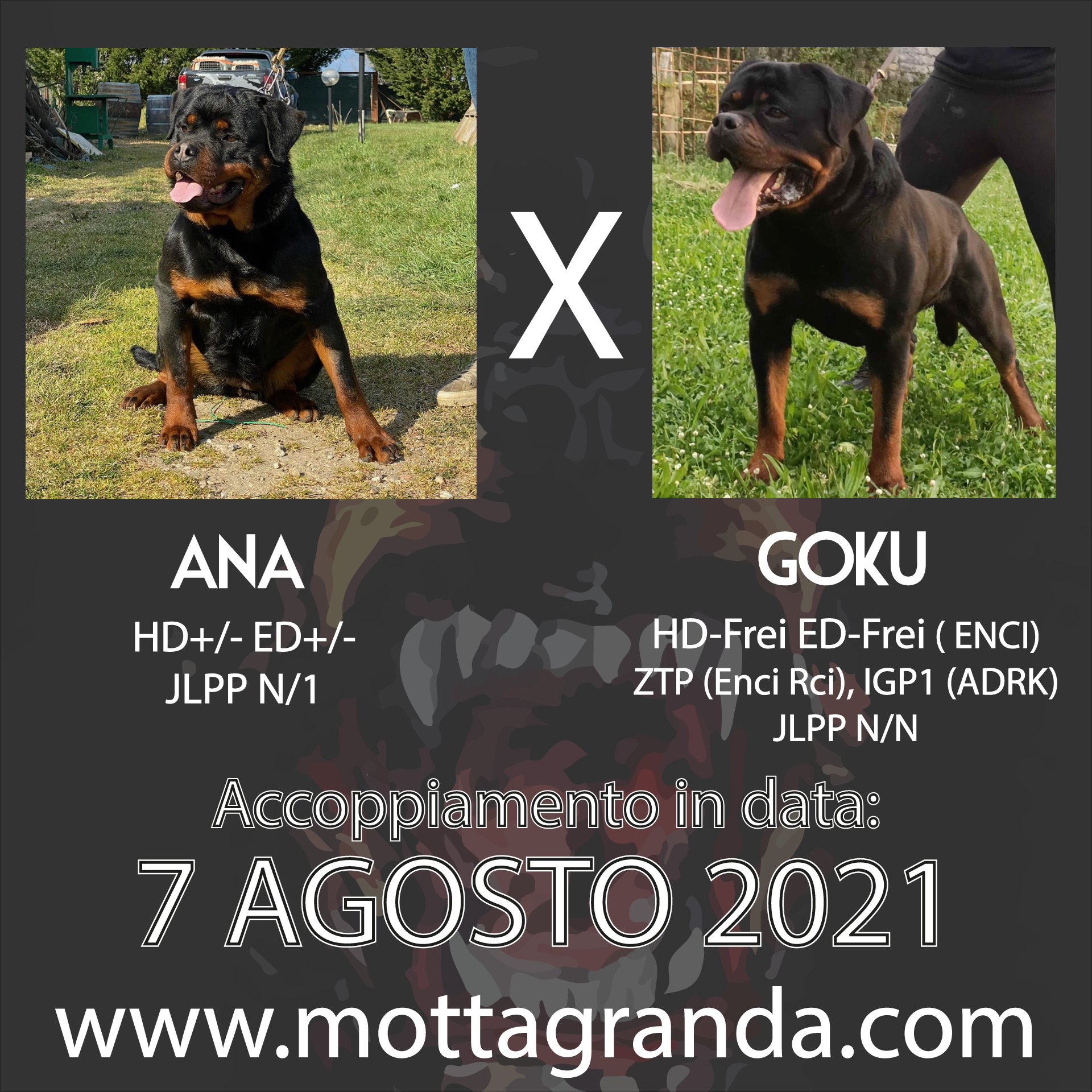 Accoppiamenti di Rottweiler