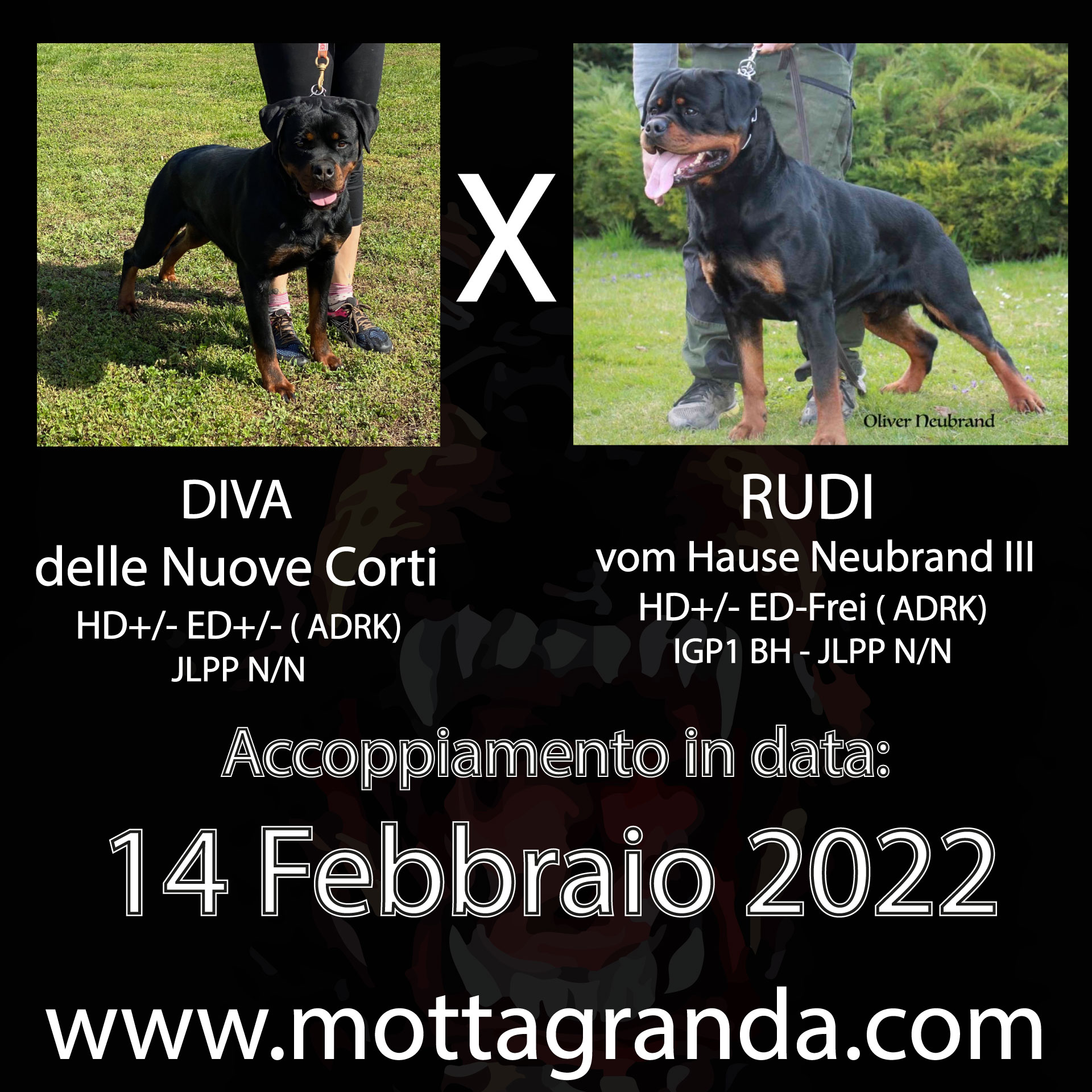 Accoppiamenti di Rottweiler