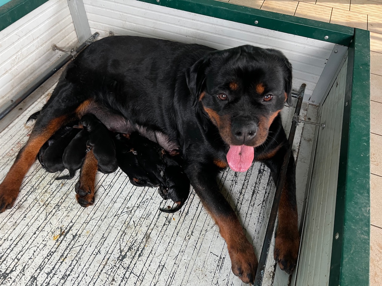 Accoppiamenti di Rottweiler