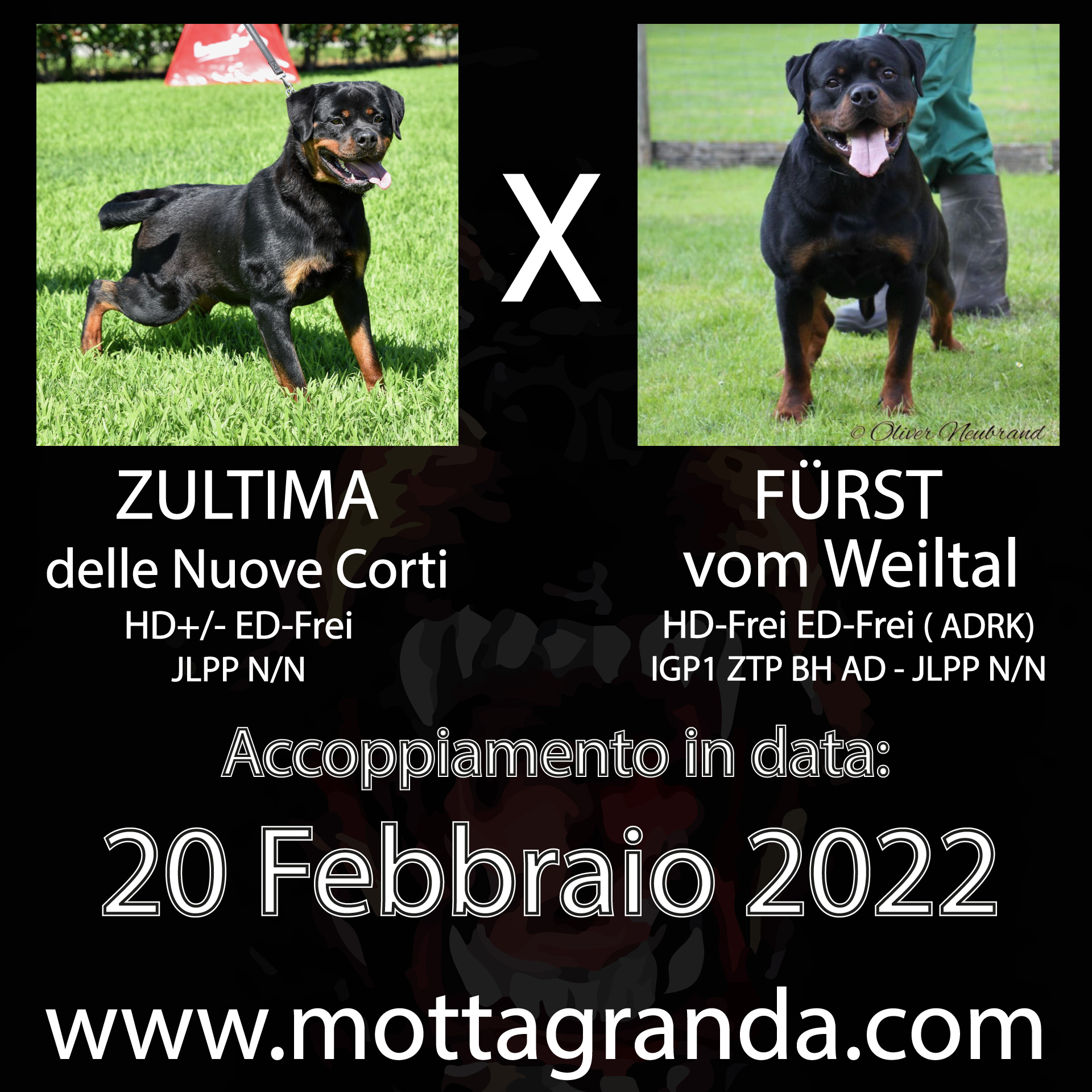 Accoppiamenti di Rottweiler