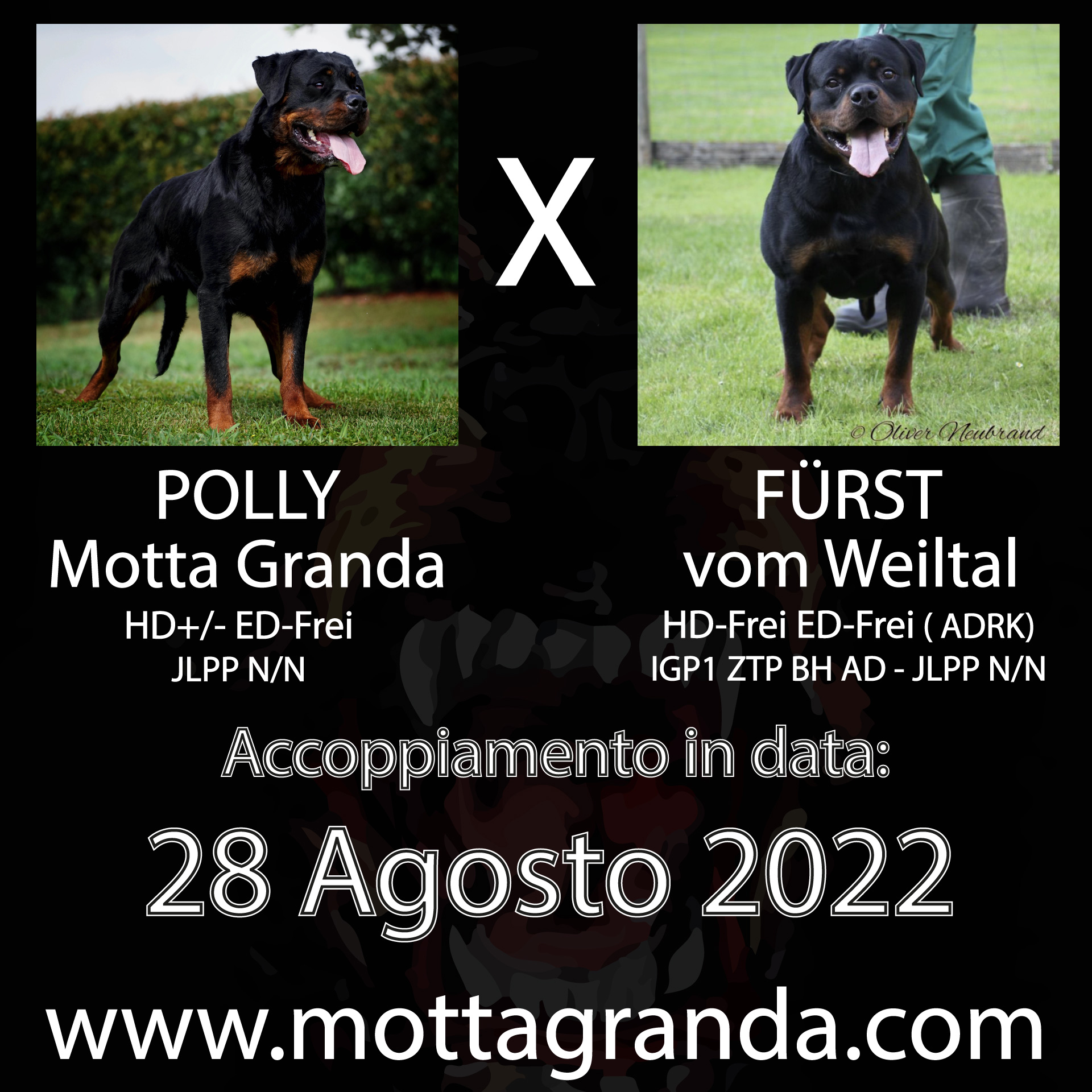 Accoppiamenti di Rottweiler