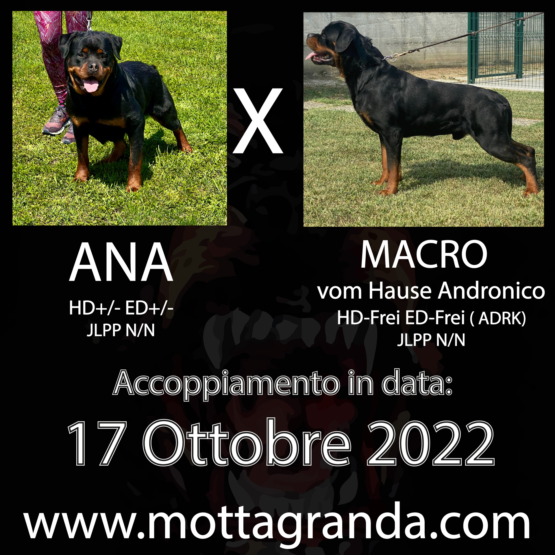 Accoppiamenti di Rottweiler