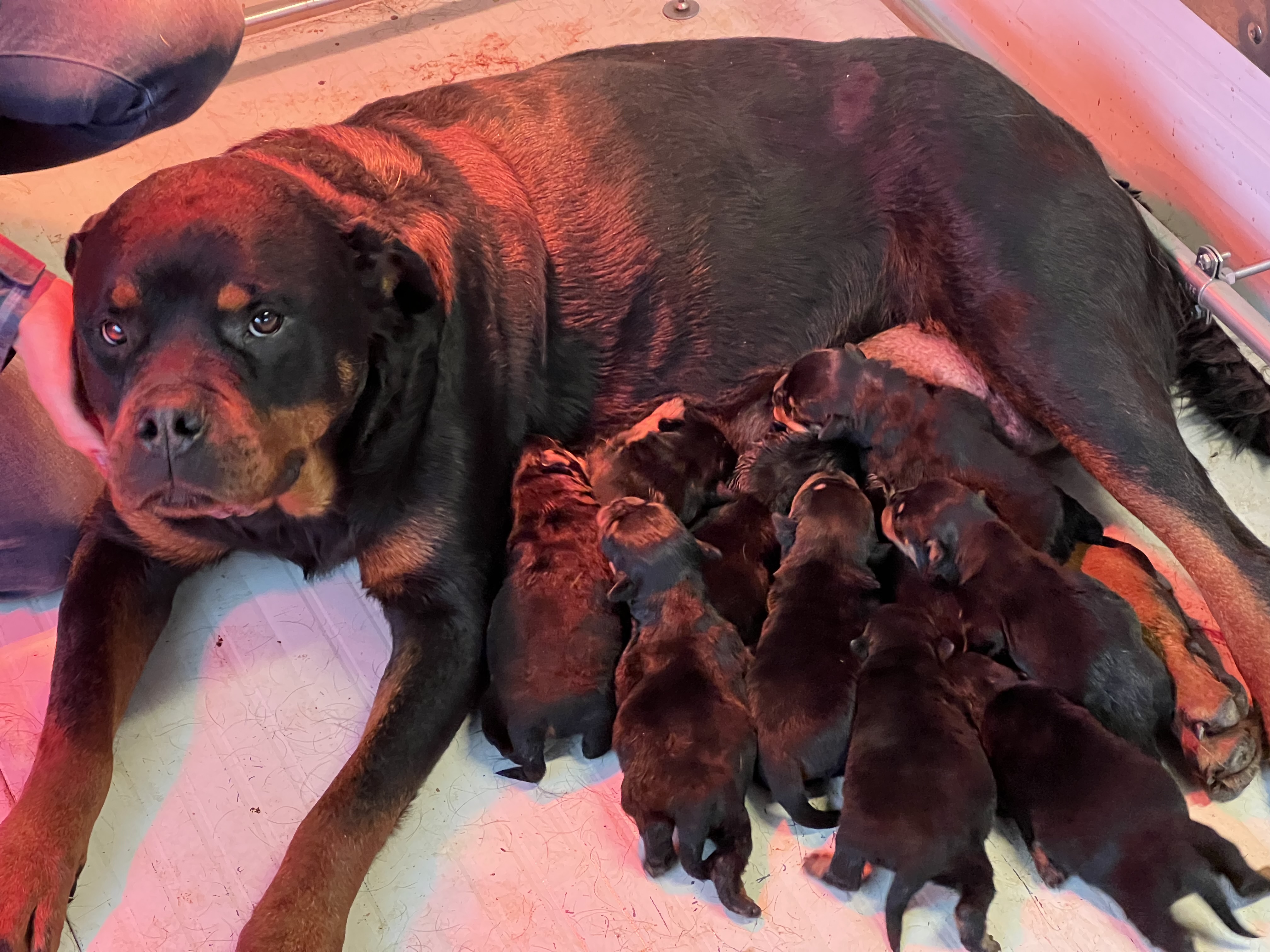 Accoppiamenti di Rottweiler