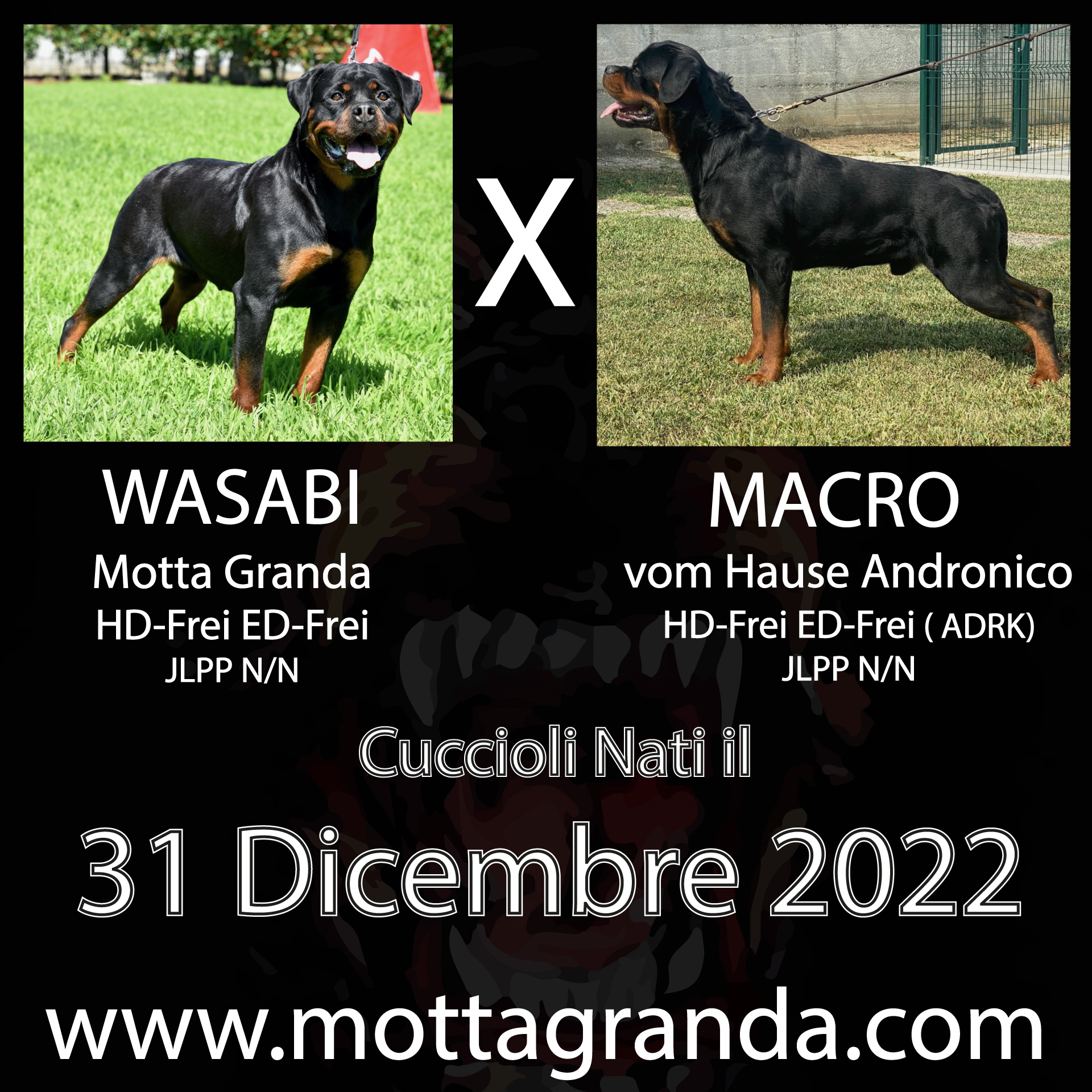 Accoppiamenti di Rottweiler