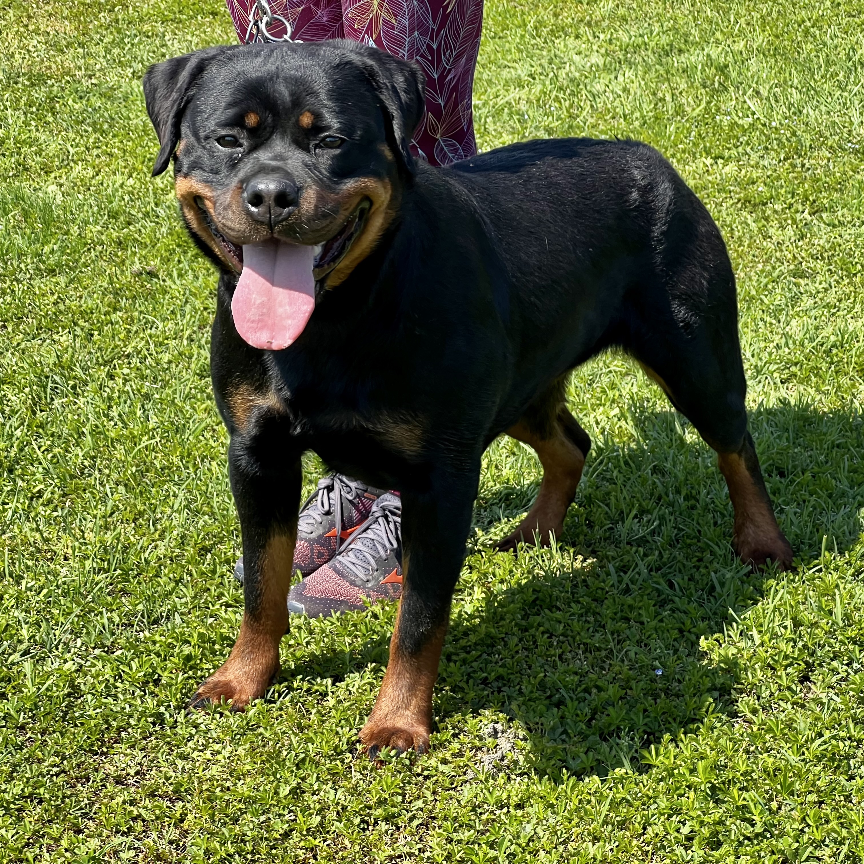 Accoppiamenti di Rottweiler