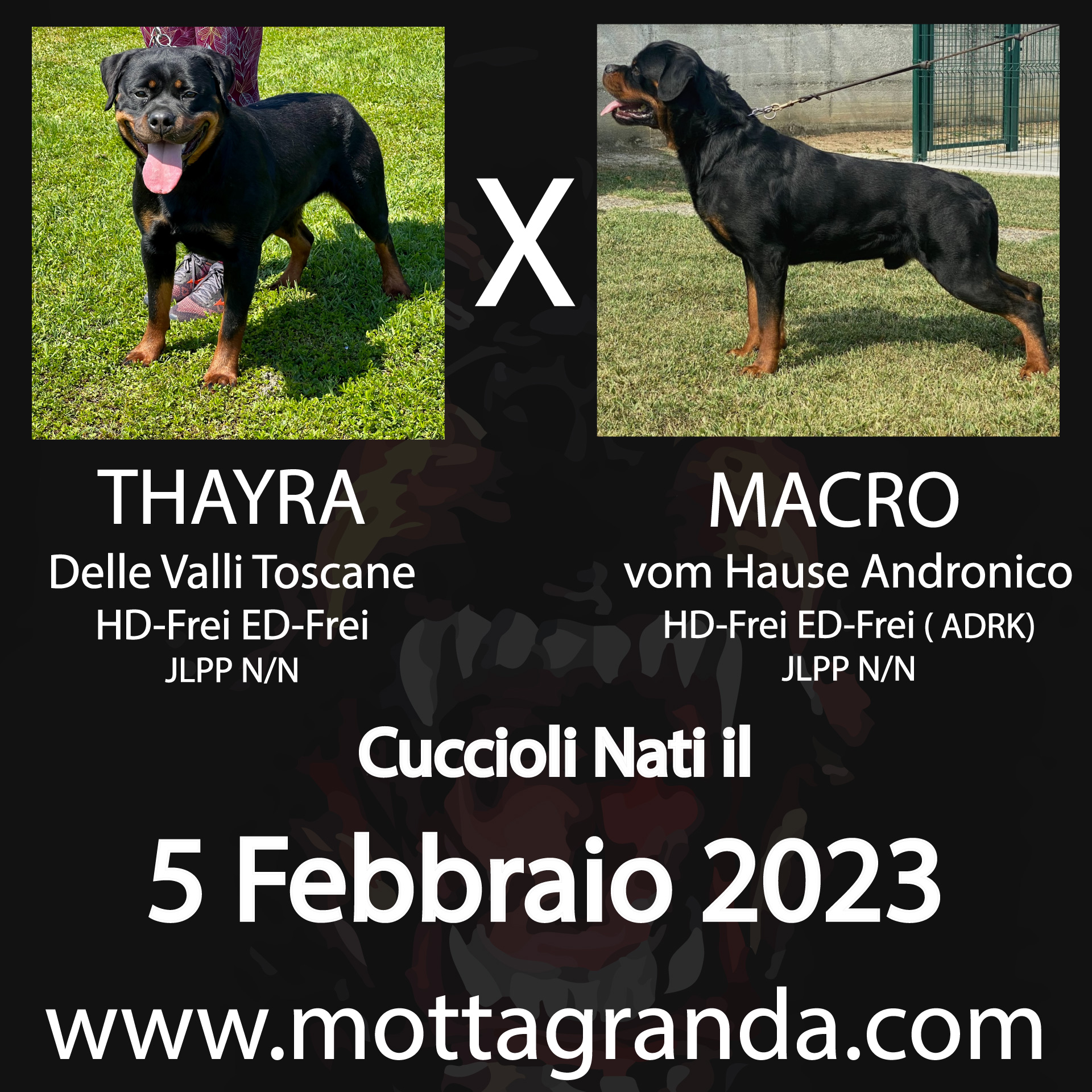 Accoppiamenti di Rottweiler