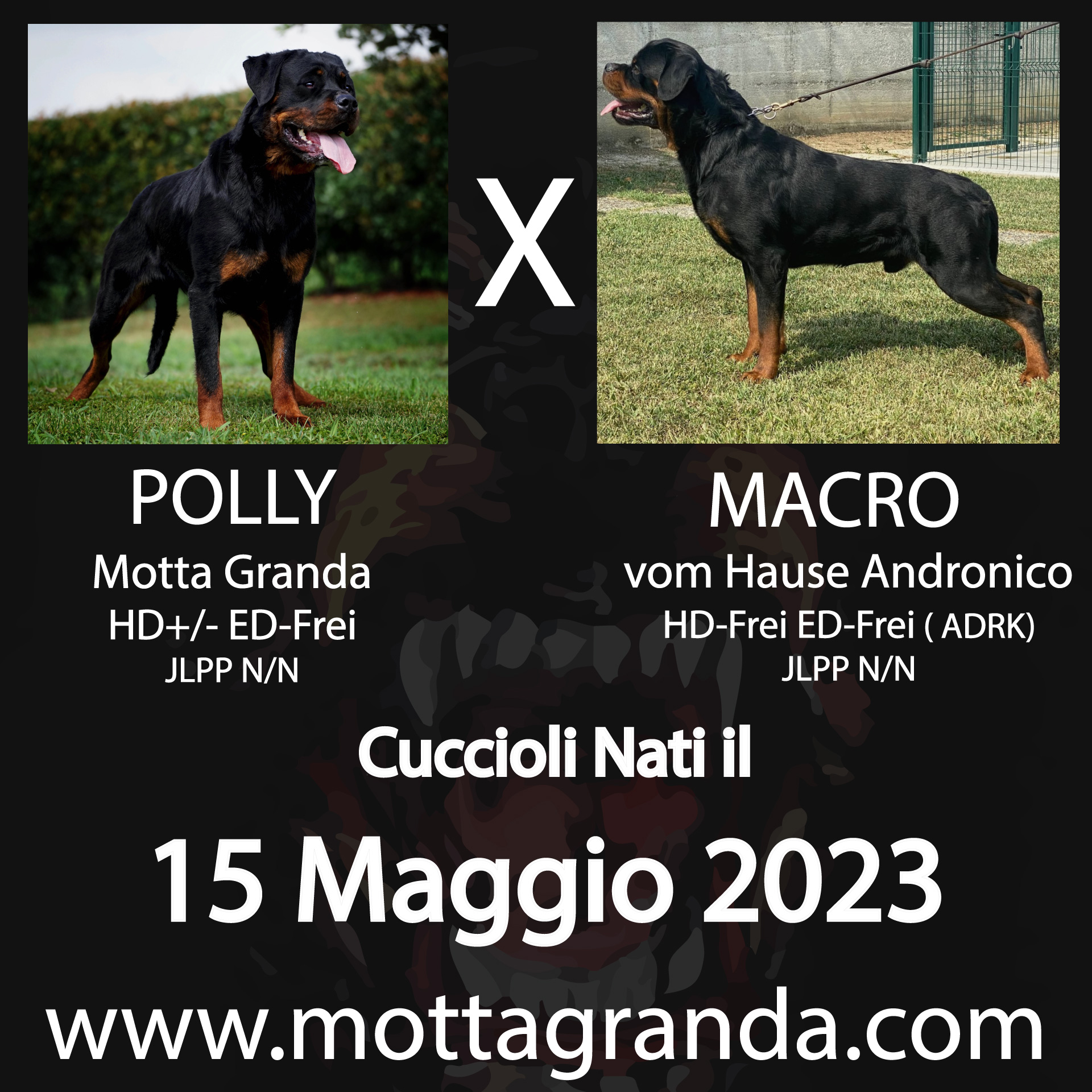 Accoppiamenti di Rottweiler