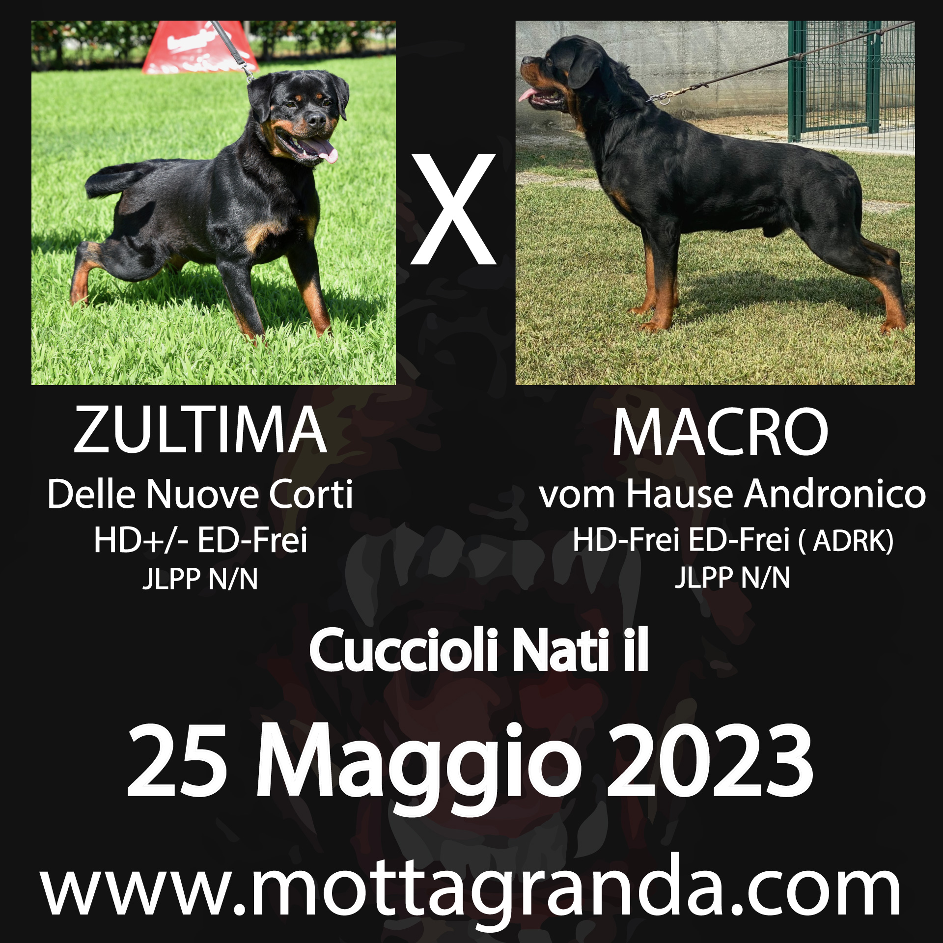 Accoppiamenti di Rottweiler