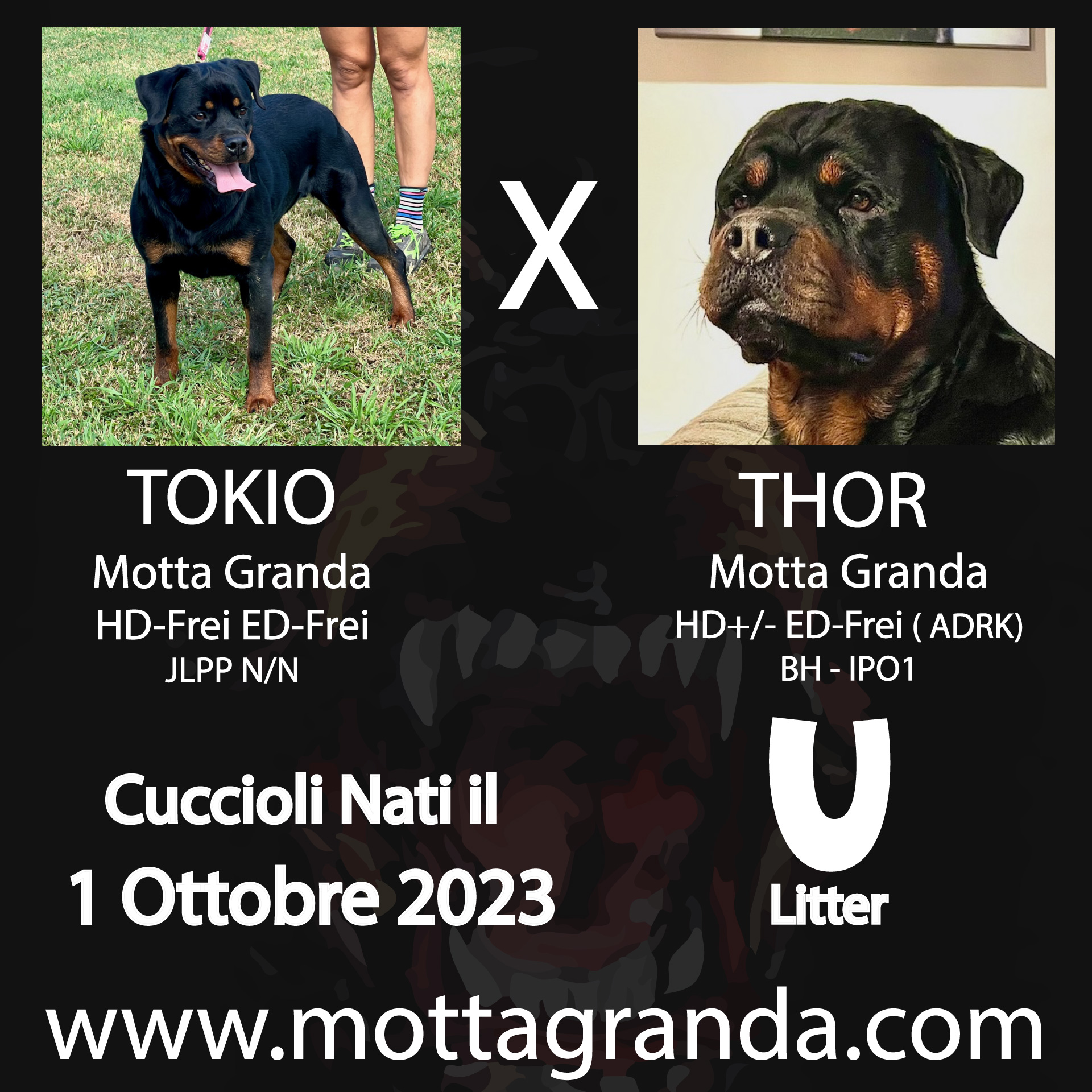 Accoppiamenti di Rottweiler