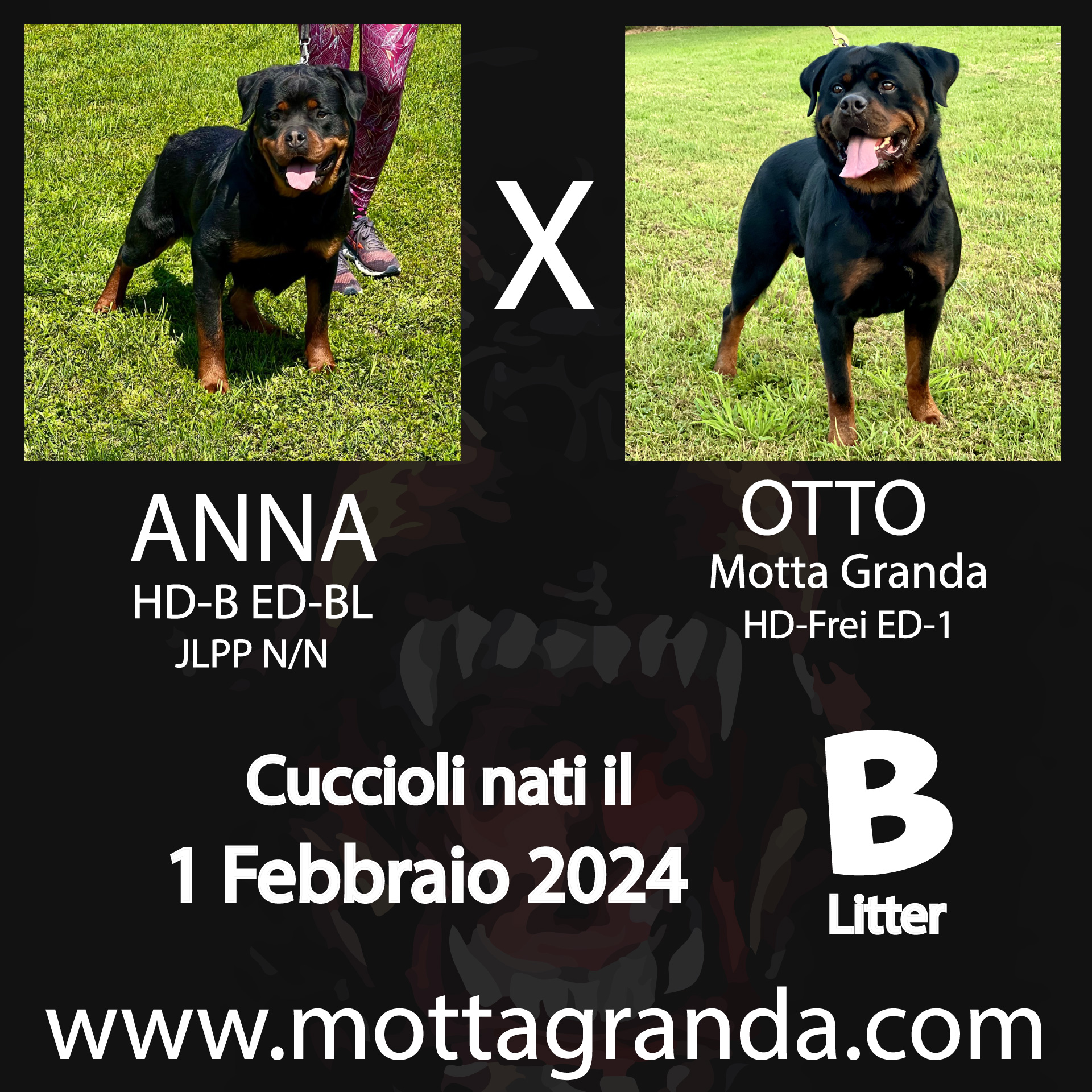 Accoppiamenti di Rottweiler