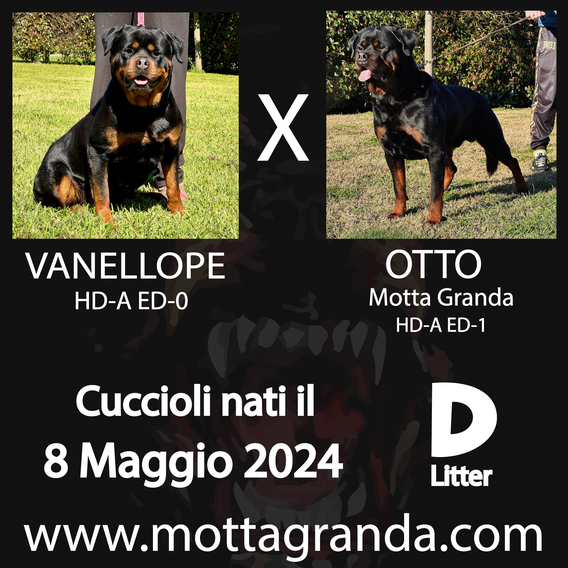 Accoppiamenti di Rottweiler