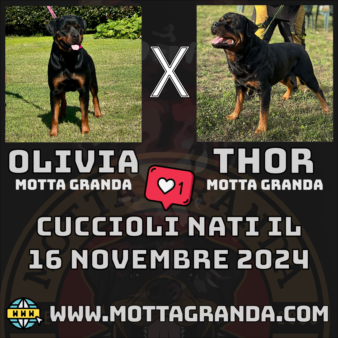 Accoppiamenti di Rottweiler
