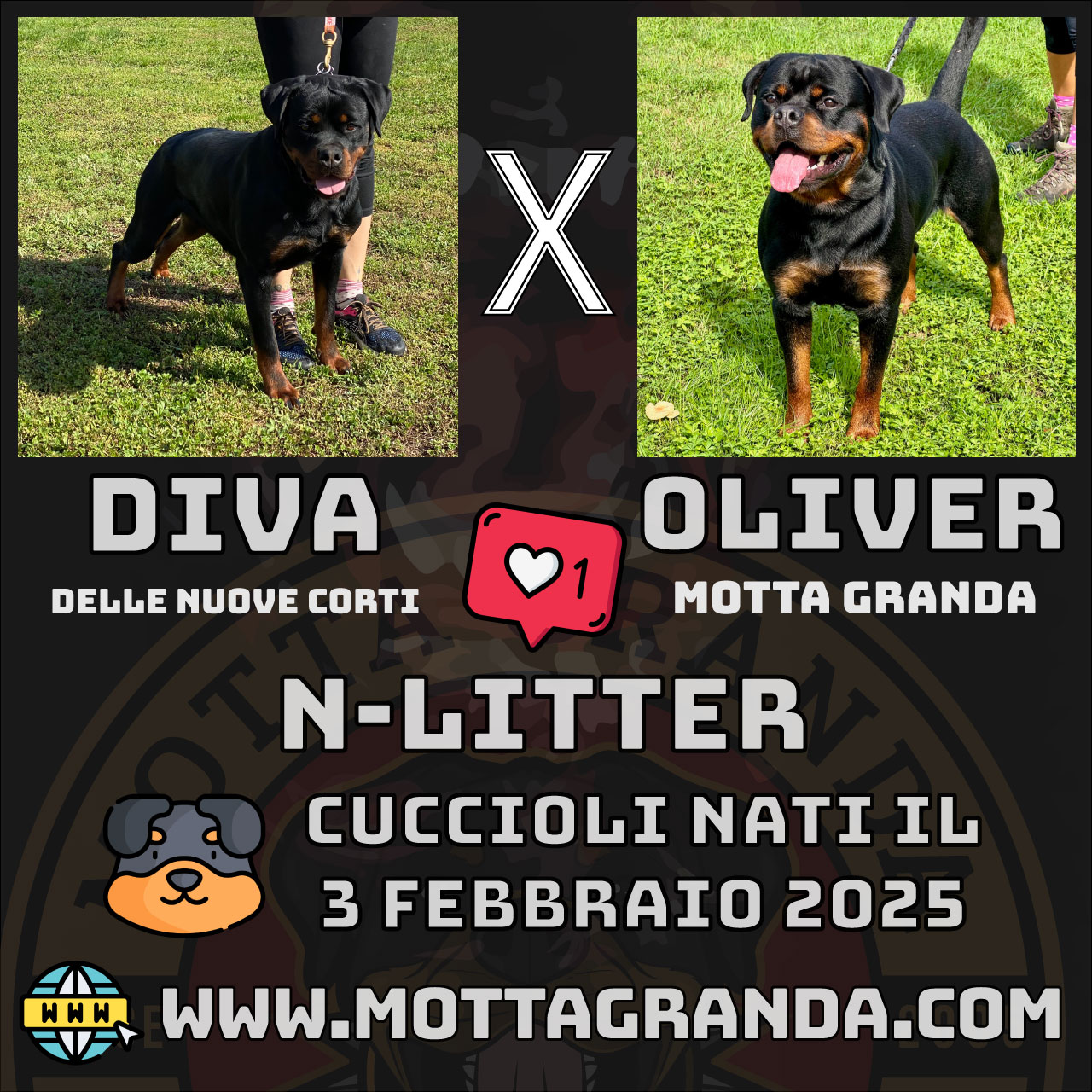 Cucciolata N