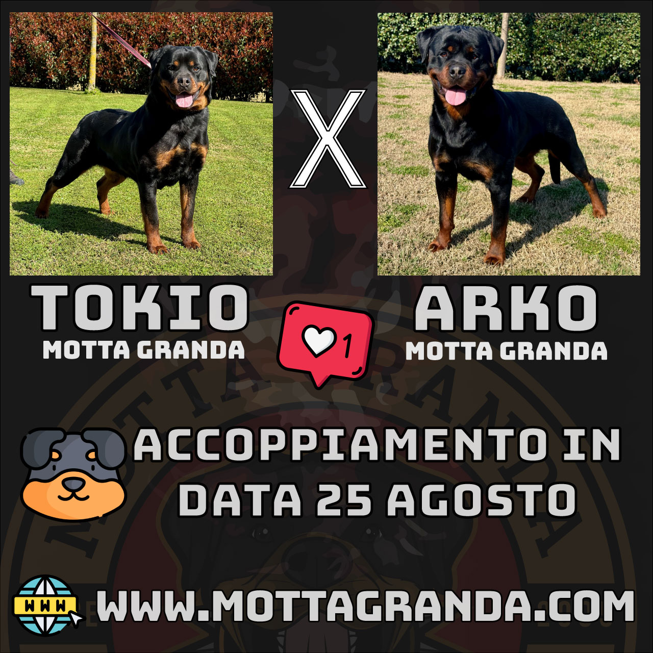 Cucciolata Motta Granda