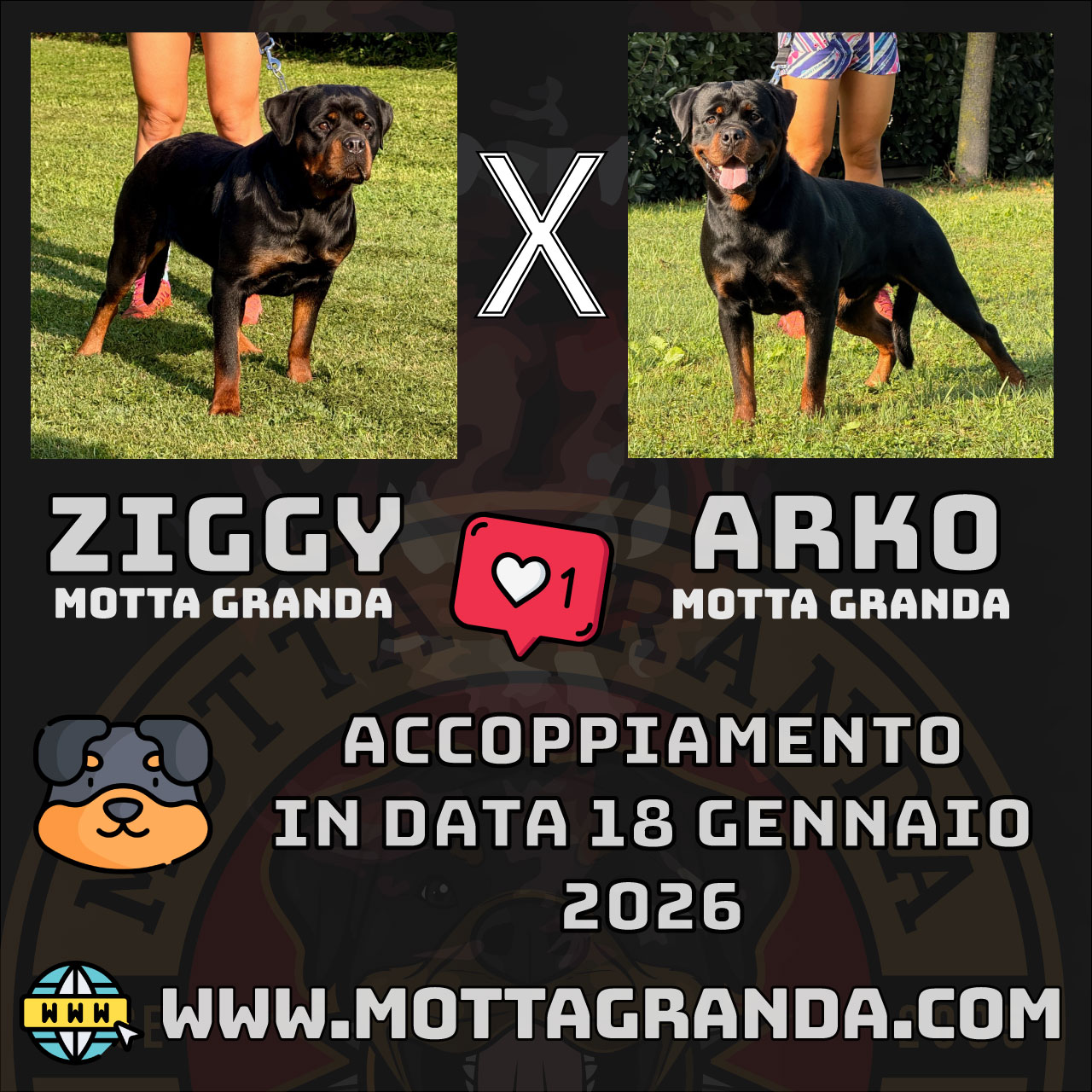 Cucciolata Motta Granda