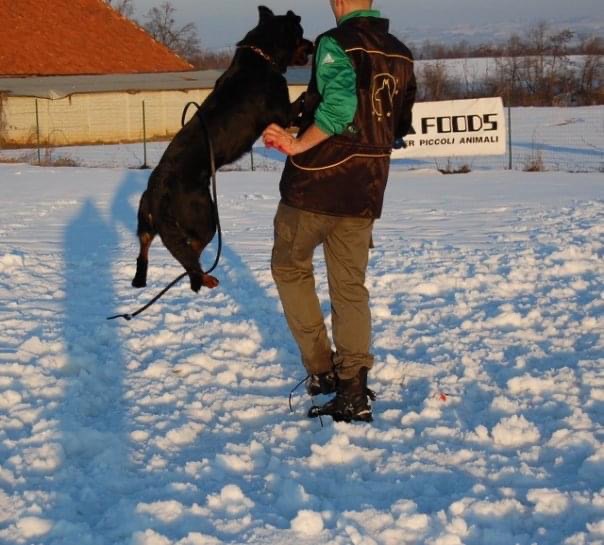 Rottweiler Motta Granda