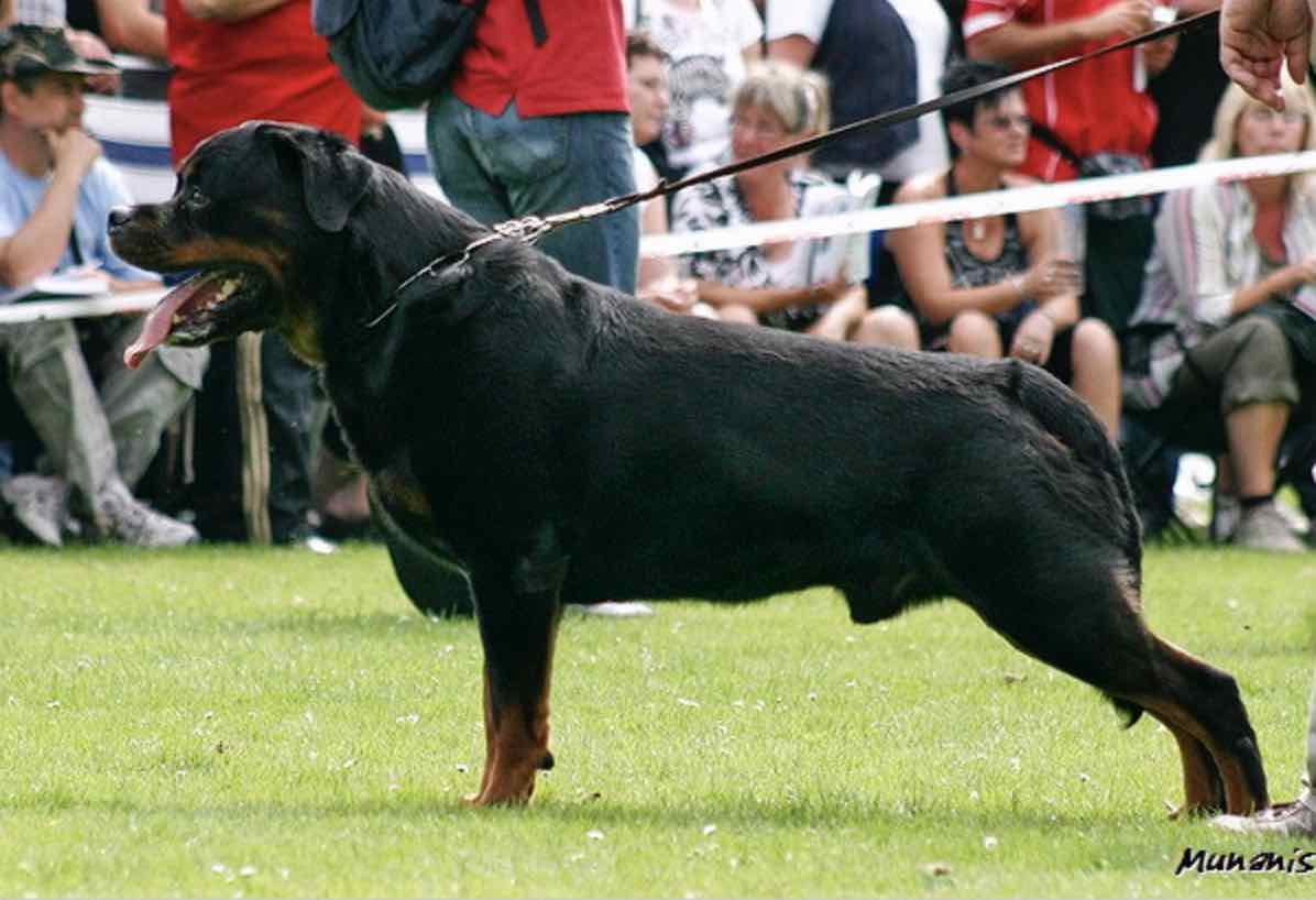 Filou vom Rauberweg