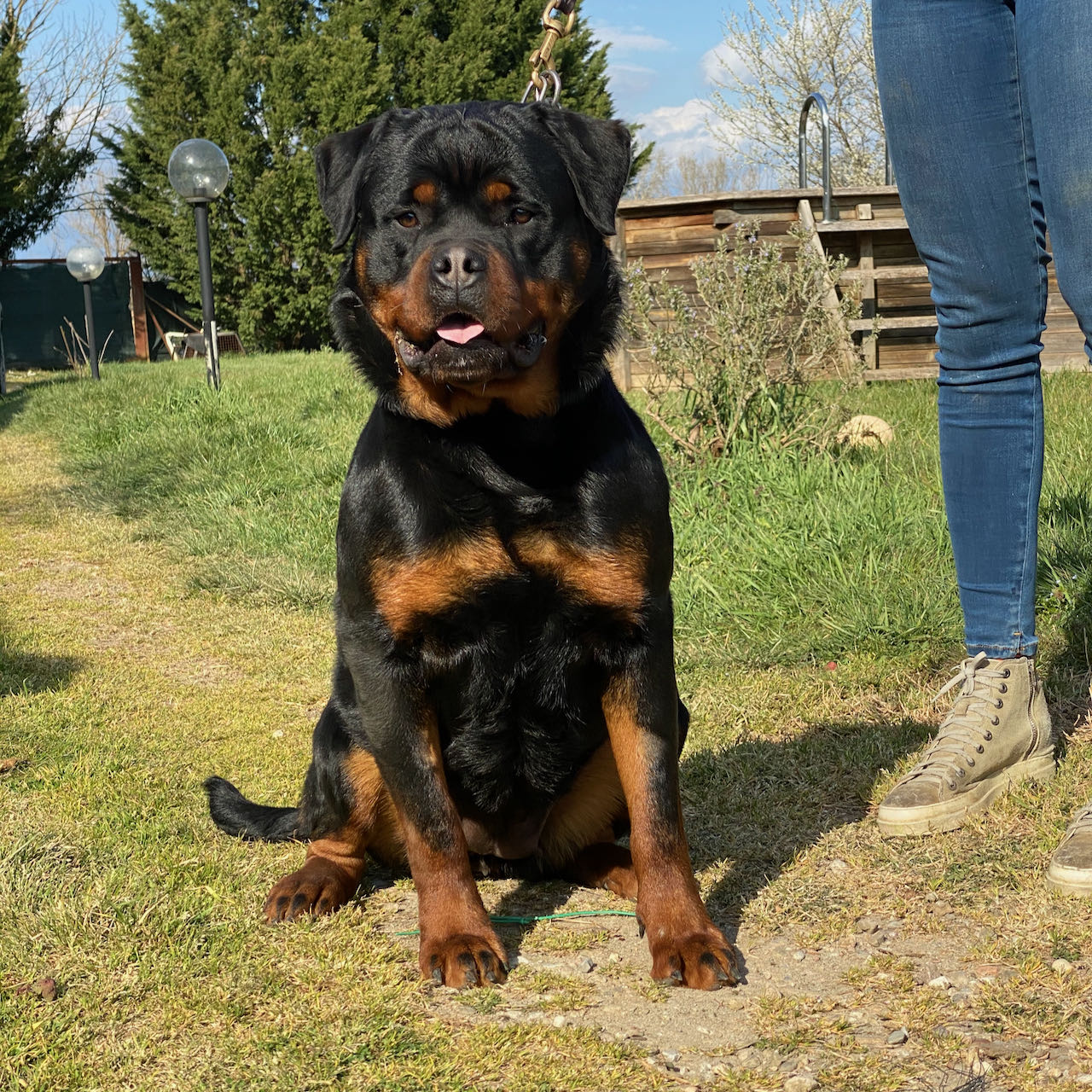 femmina di Rottweiler