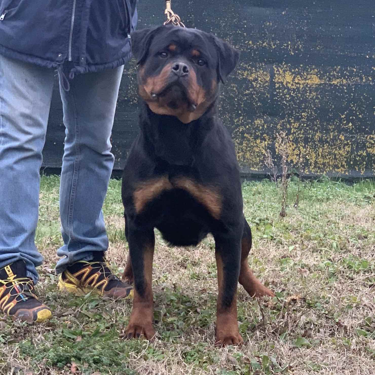 femmina di Rottweiler