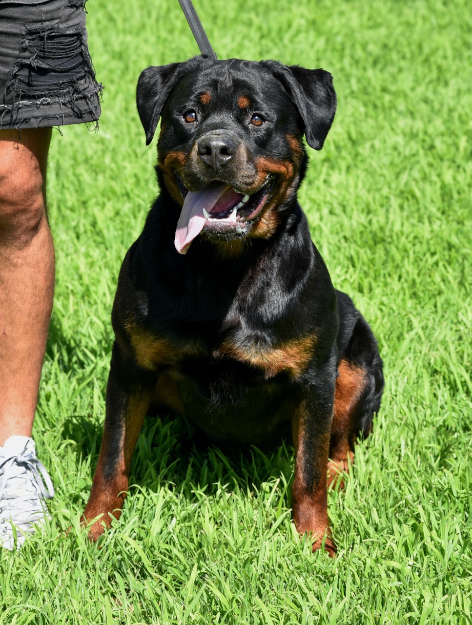 Rottweiler Bonny