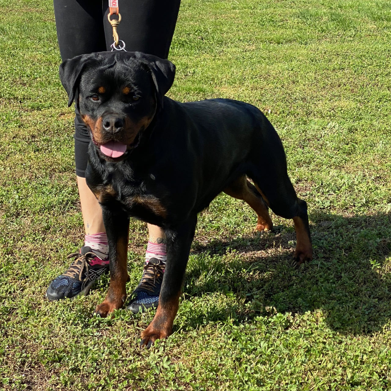 femmina di Rottweiler