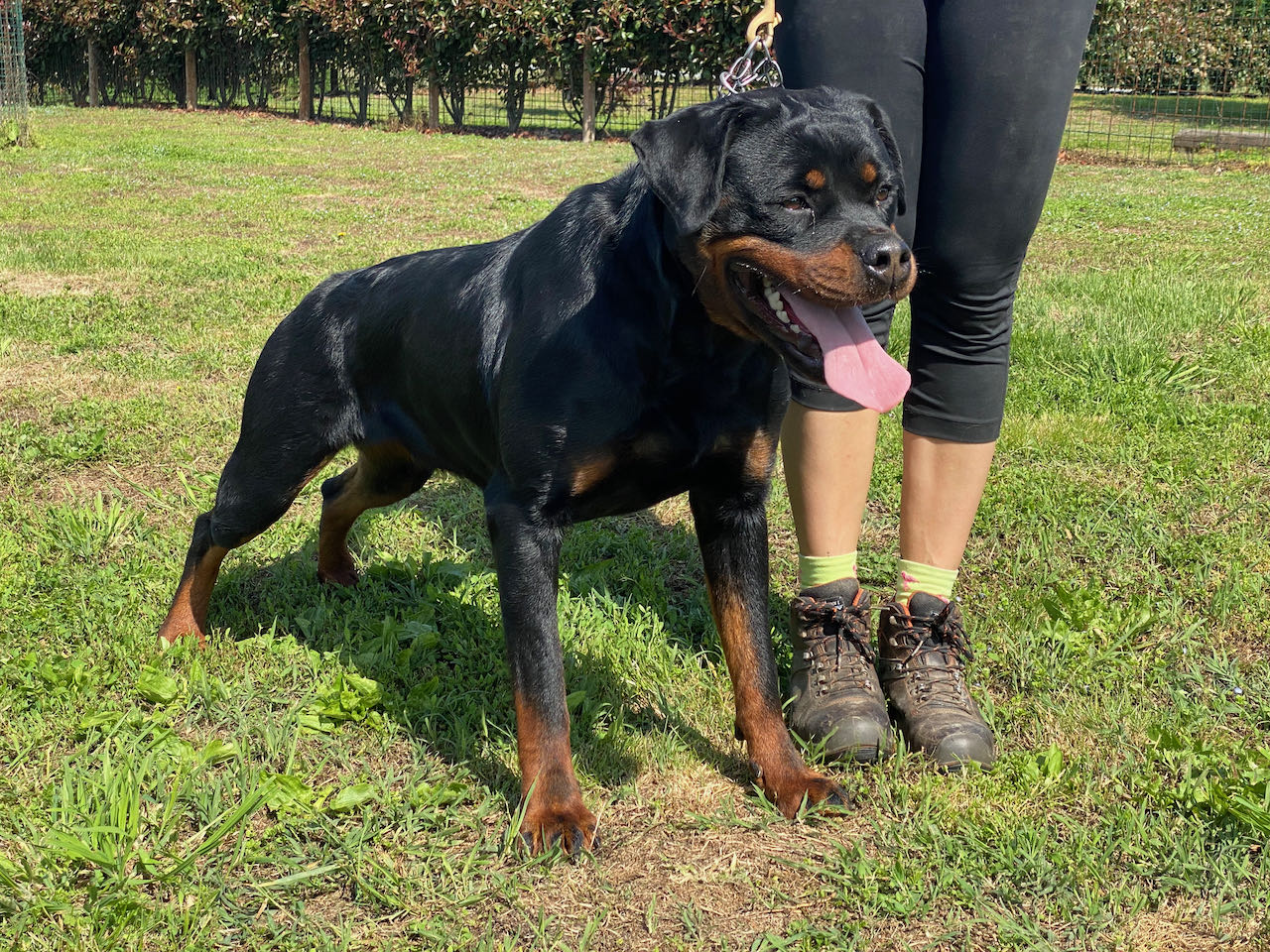 femmina di Rottweiler