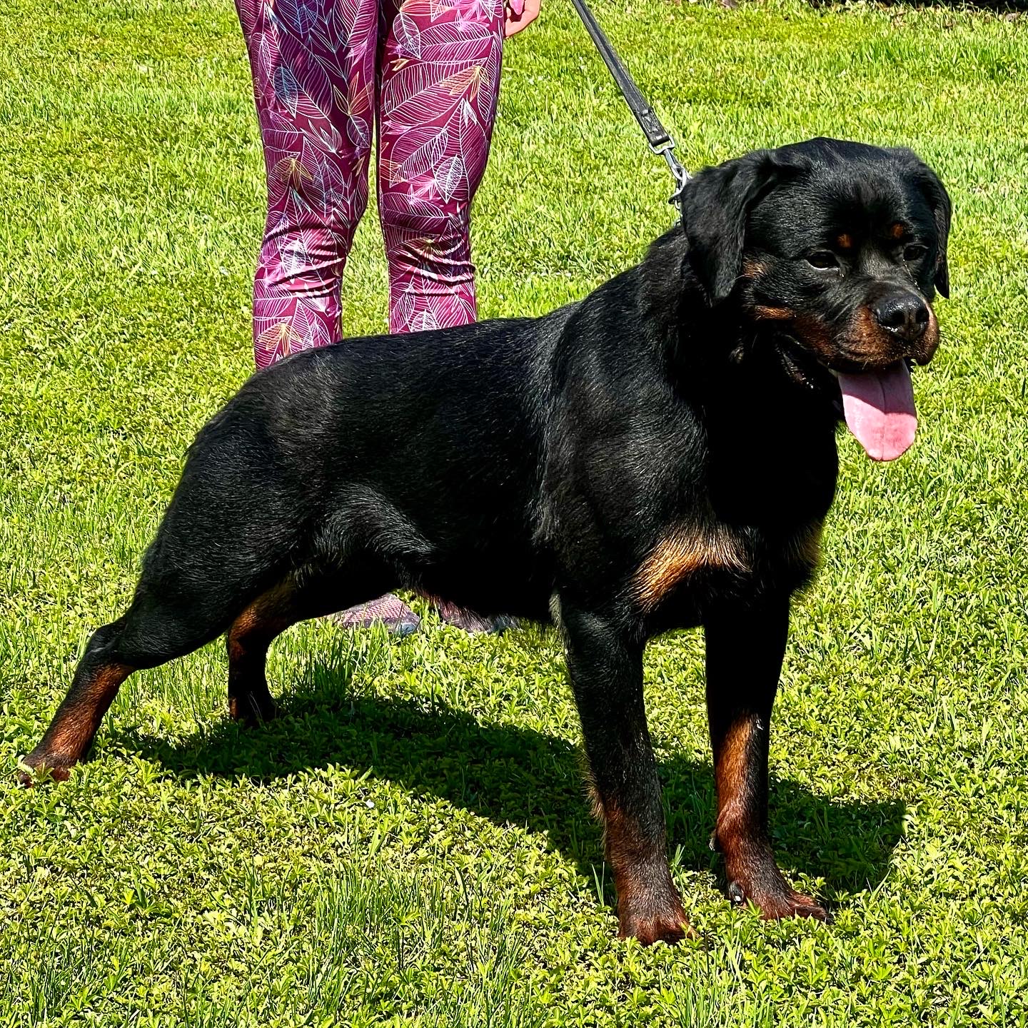 femmina di Rottweiler