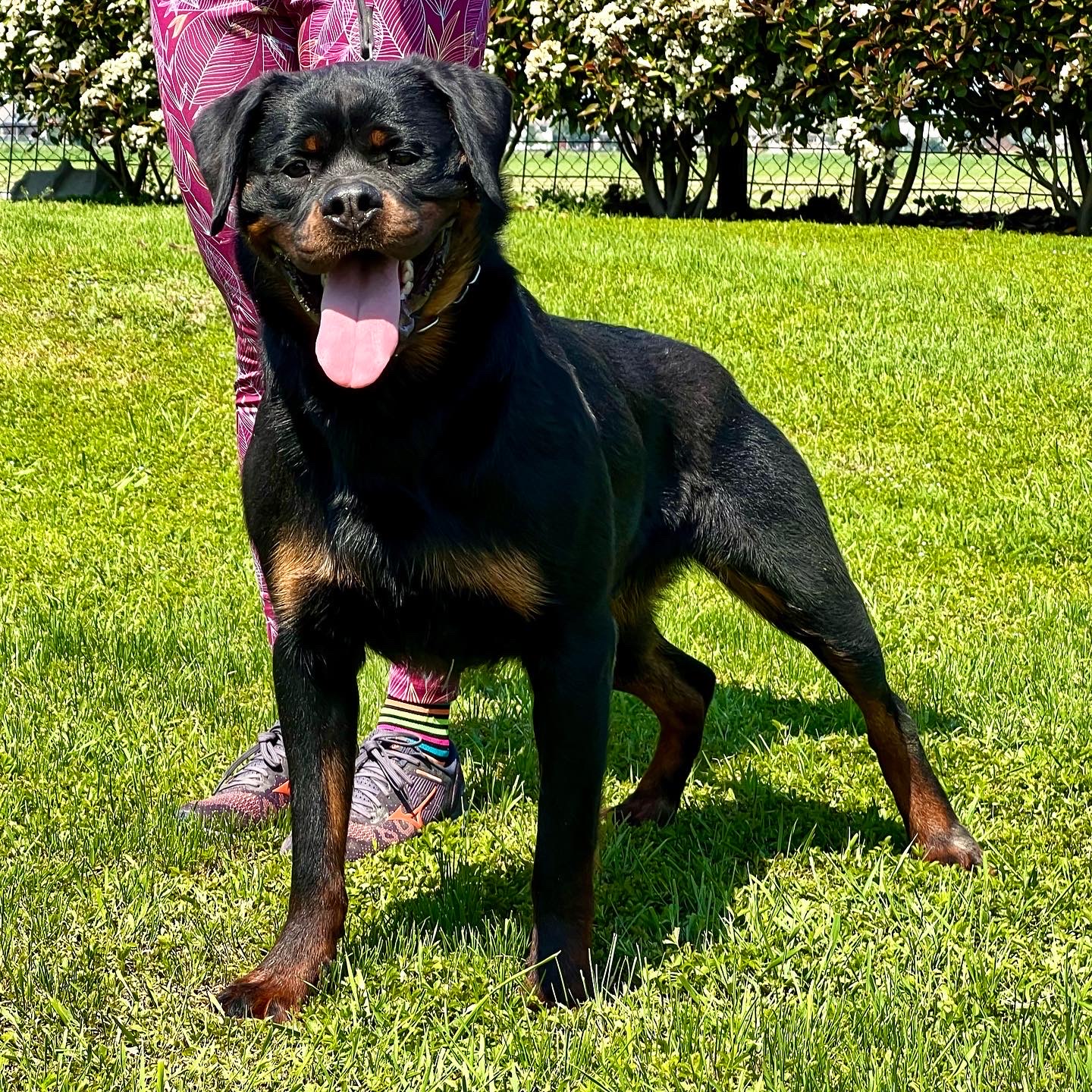 femmina di Rottweiler