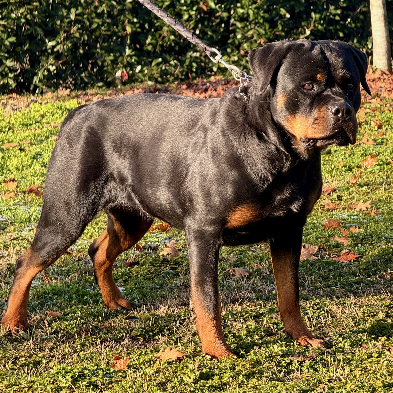 femmina di Rottweiler