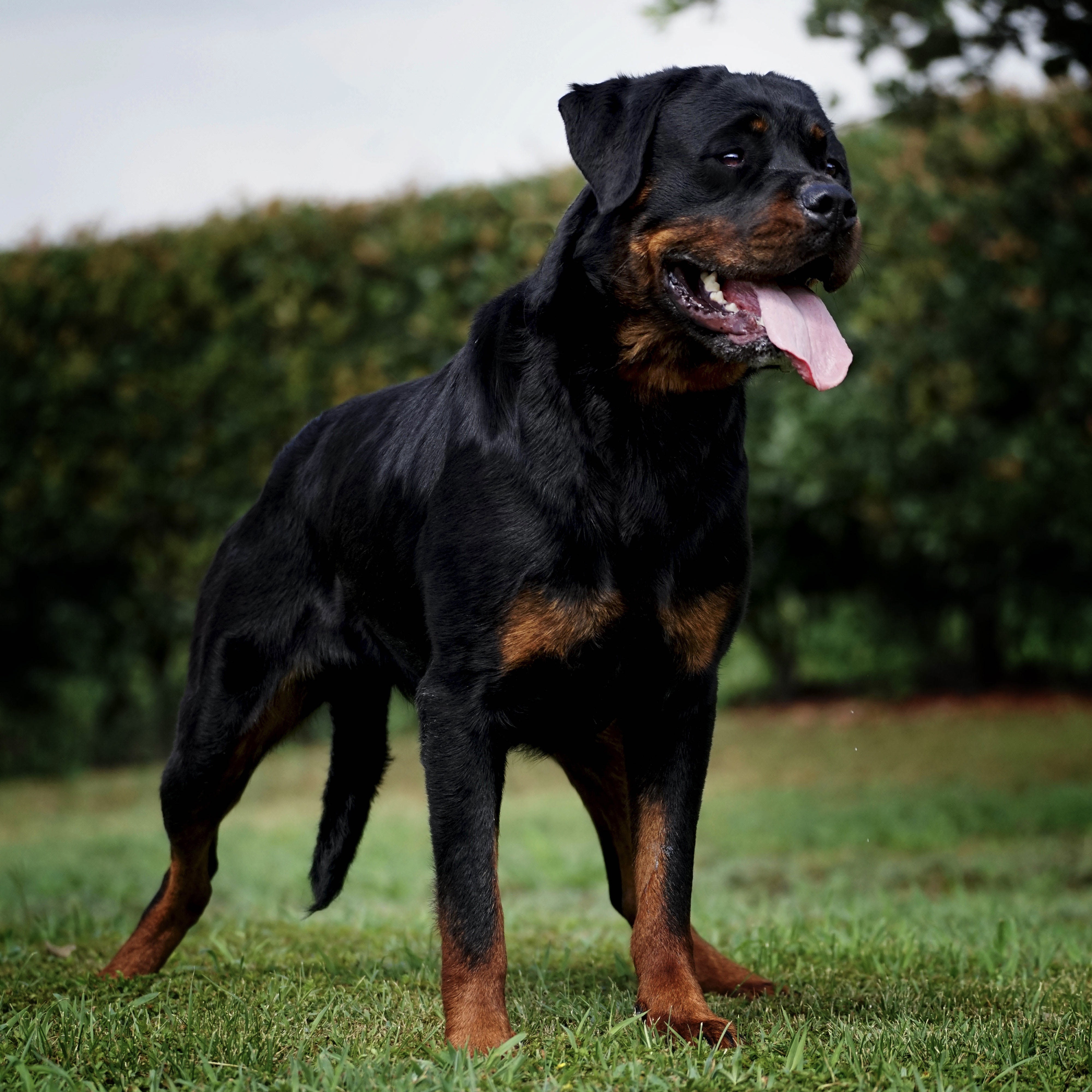 femmina di Rottweiler