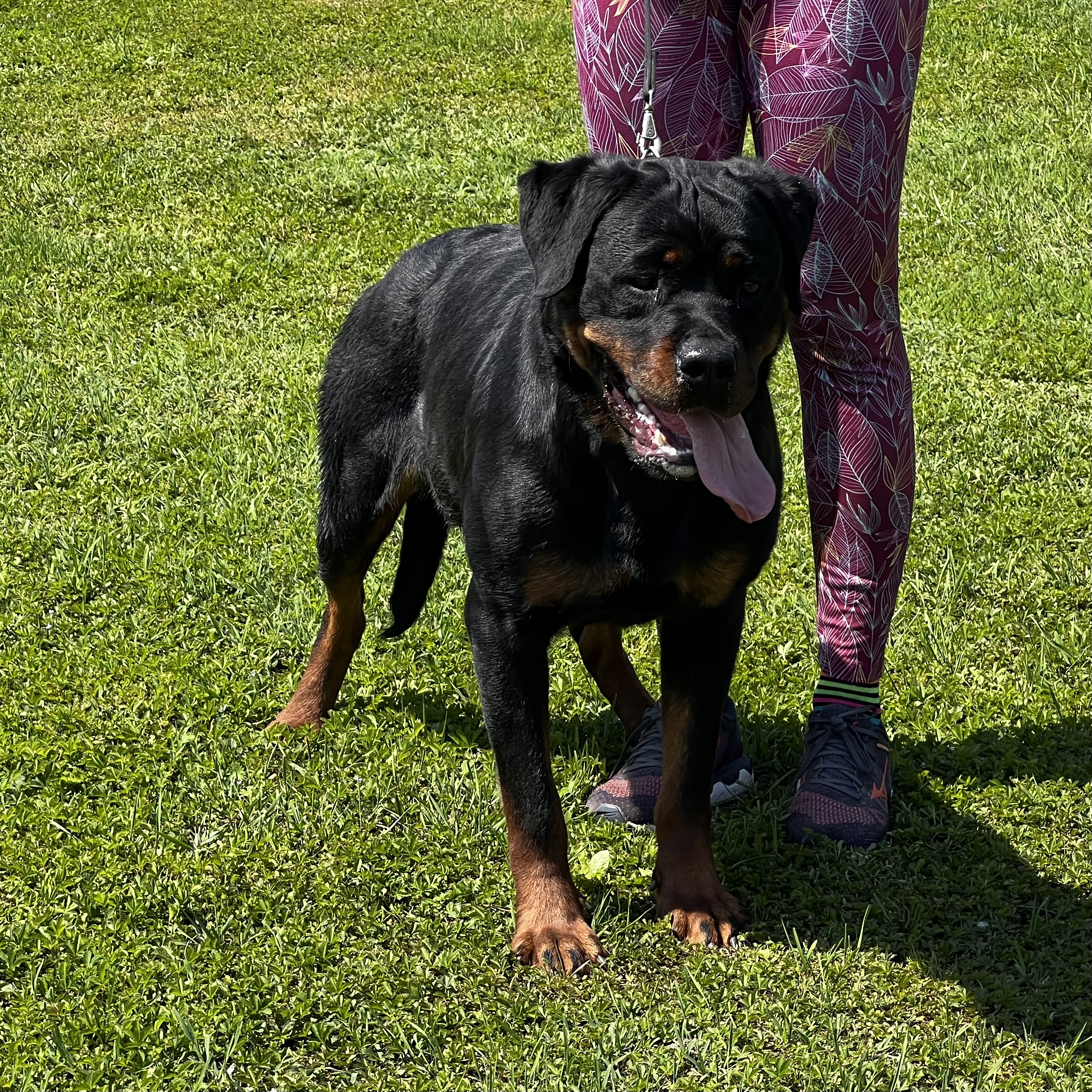 femmina di Rottweiler