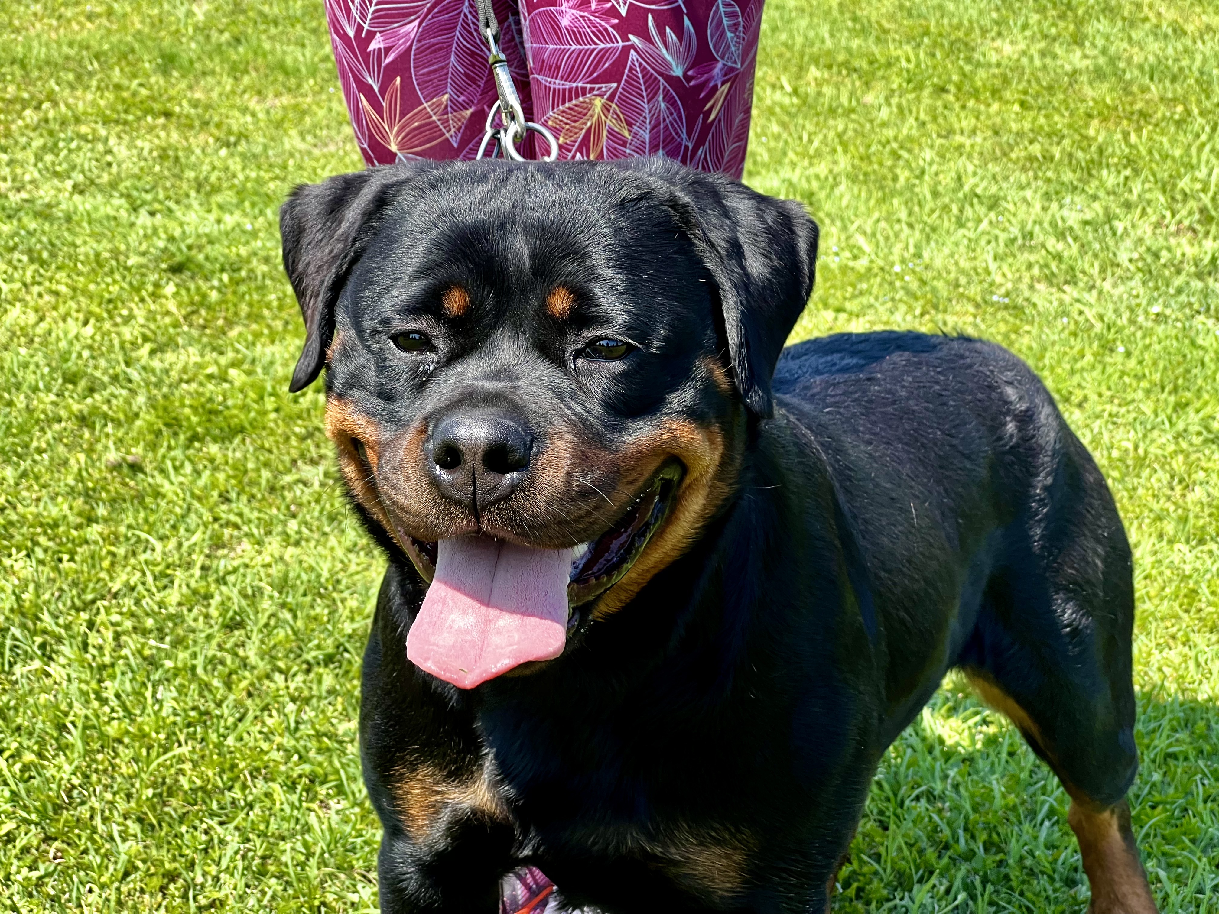 femmina di Rottweiler