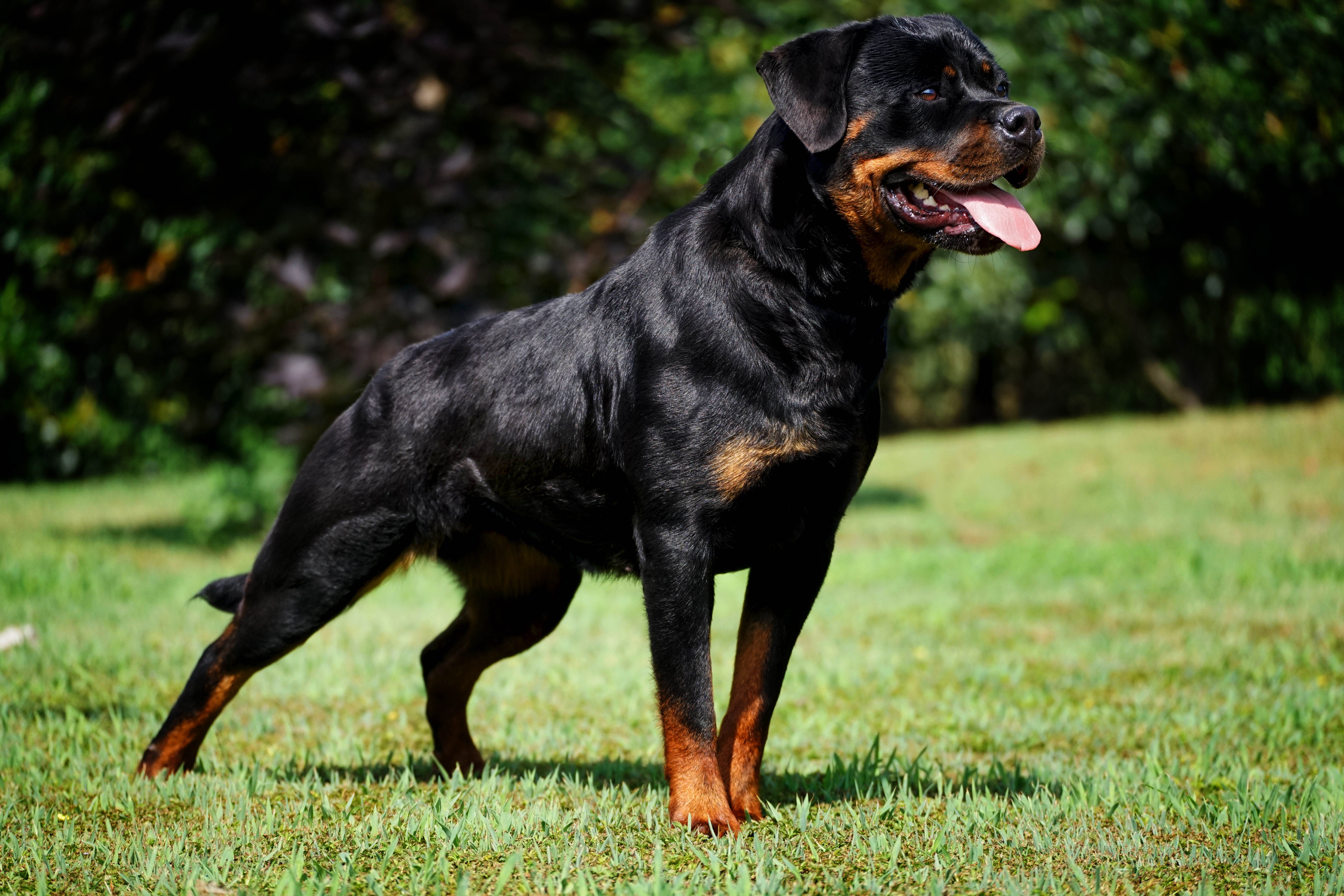 femmina di Rottweiler