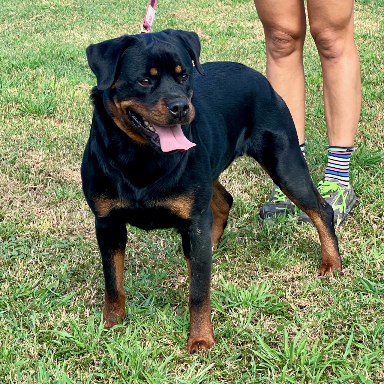 femmina di Rottweiler