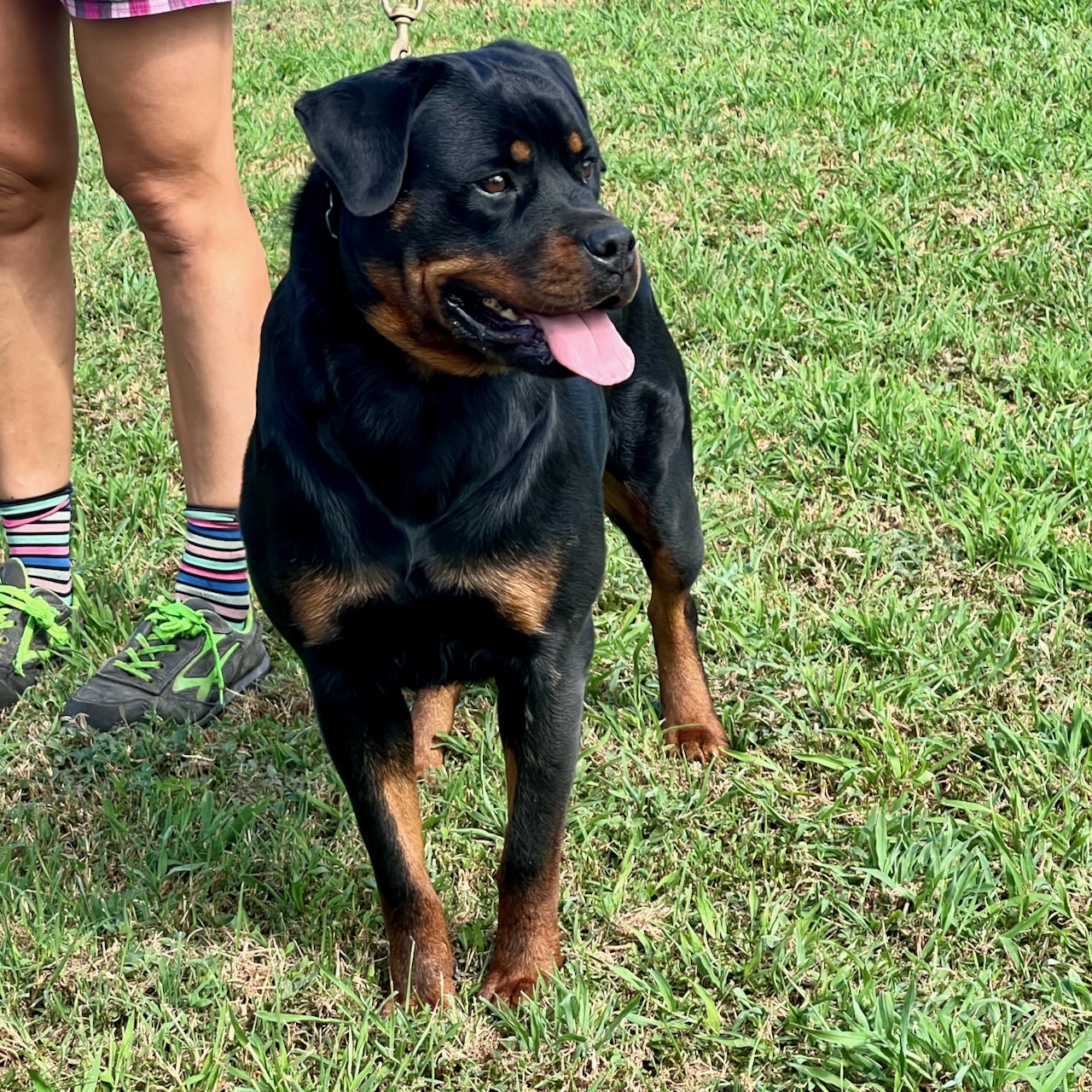 femmina di Rottweiler