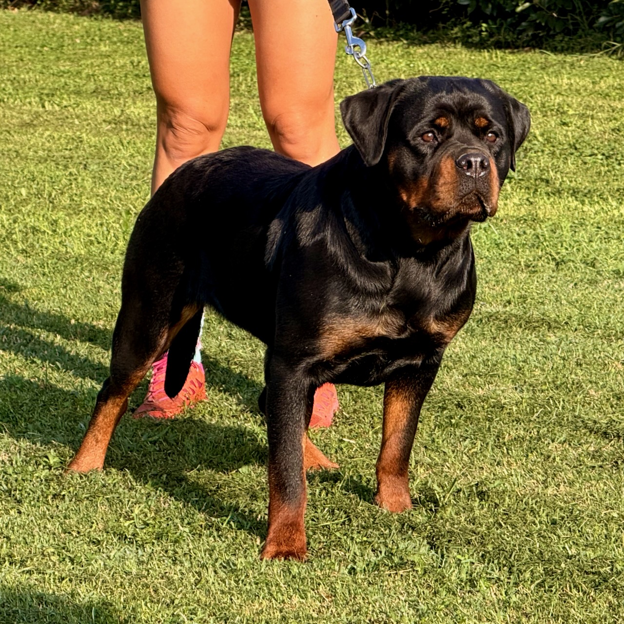 femmina di Rottweiler