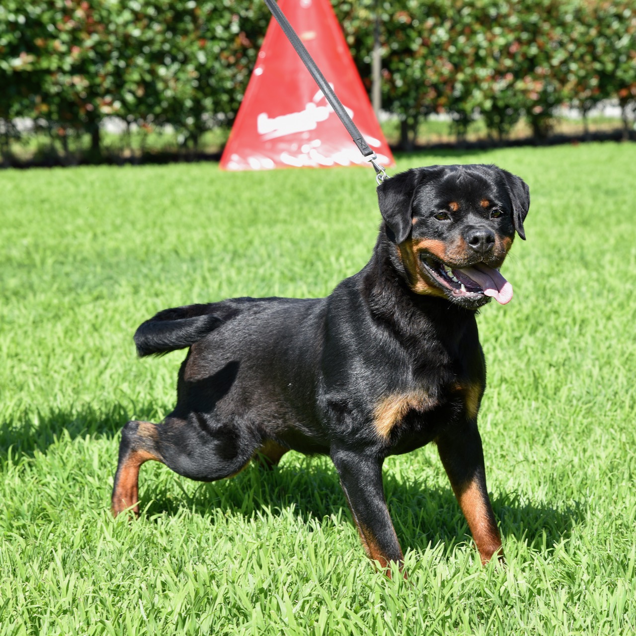 femmina di Rottweiler